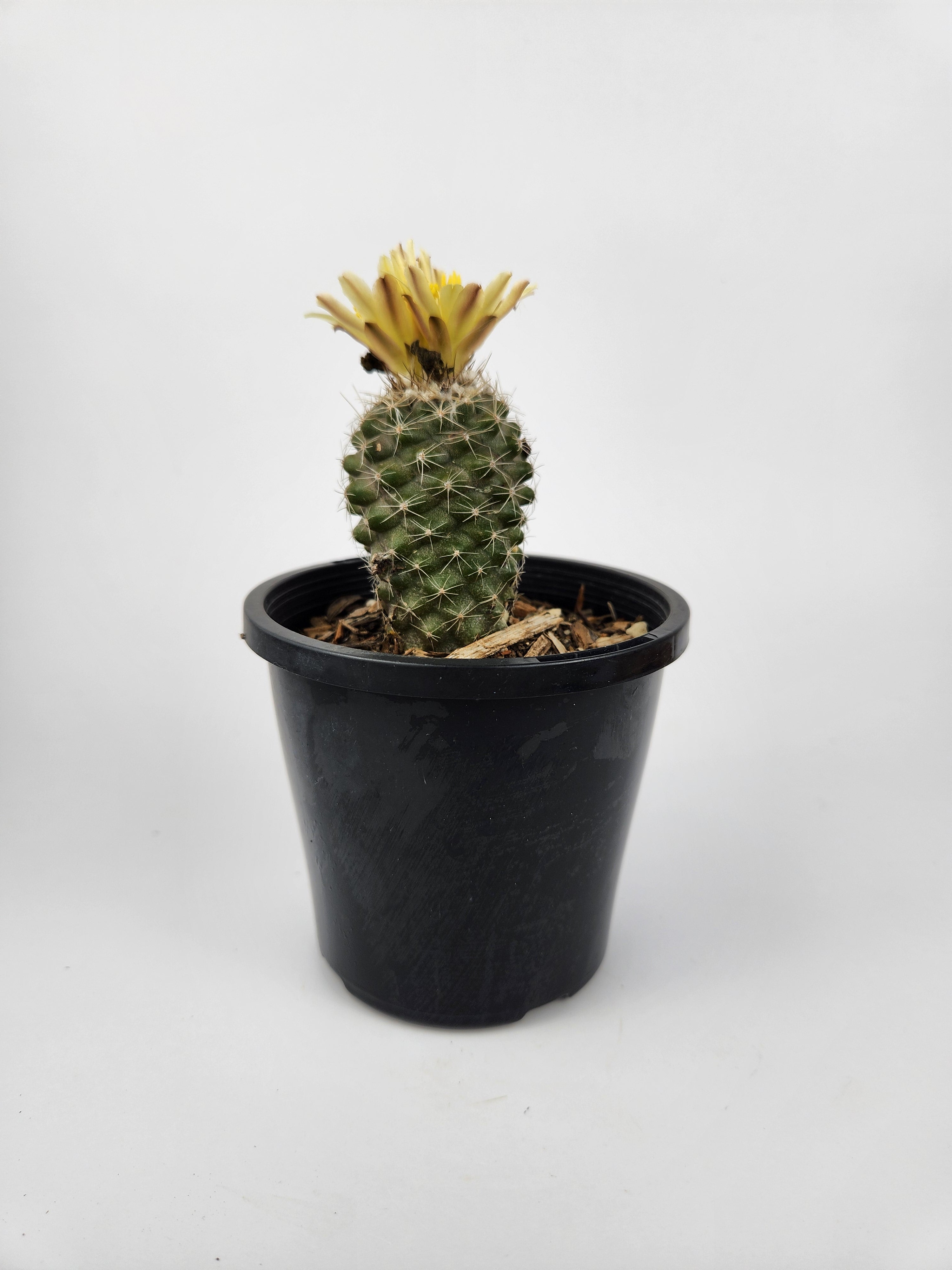 その他 Copiapoa Flower season KPSVer. COPIAPOA TENUISSIMA