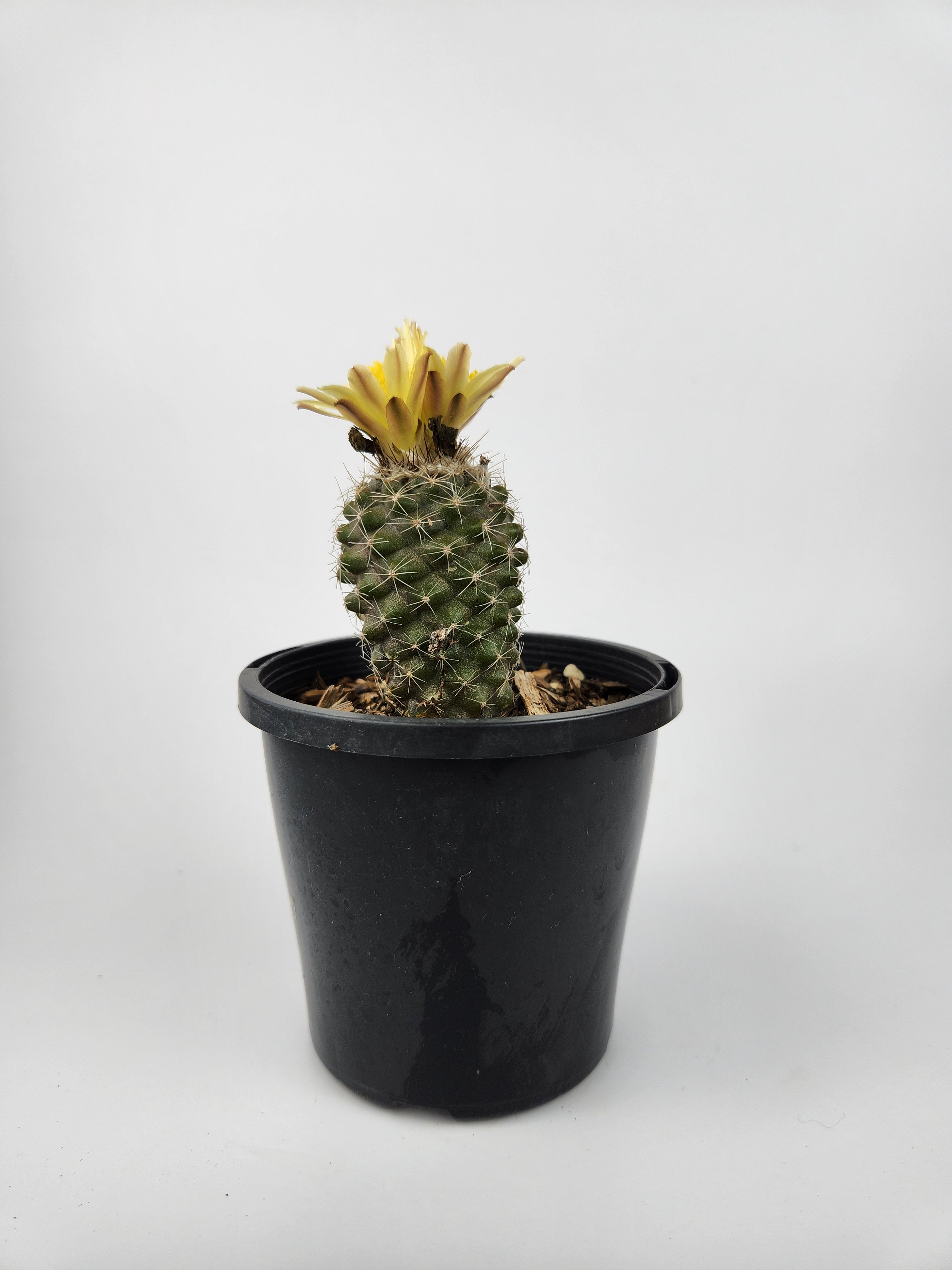 COPIAPOA TENUISSIMA