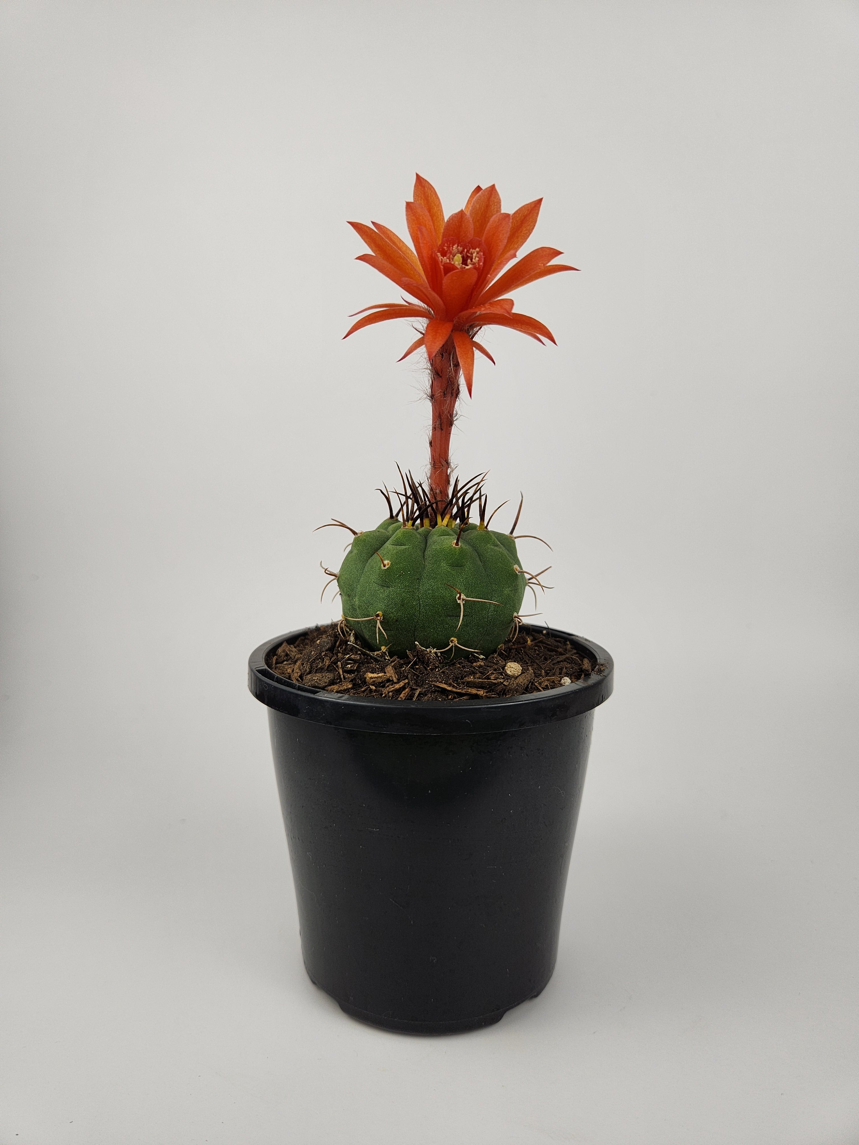 MATUCANA MADISONIORUM