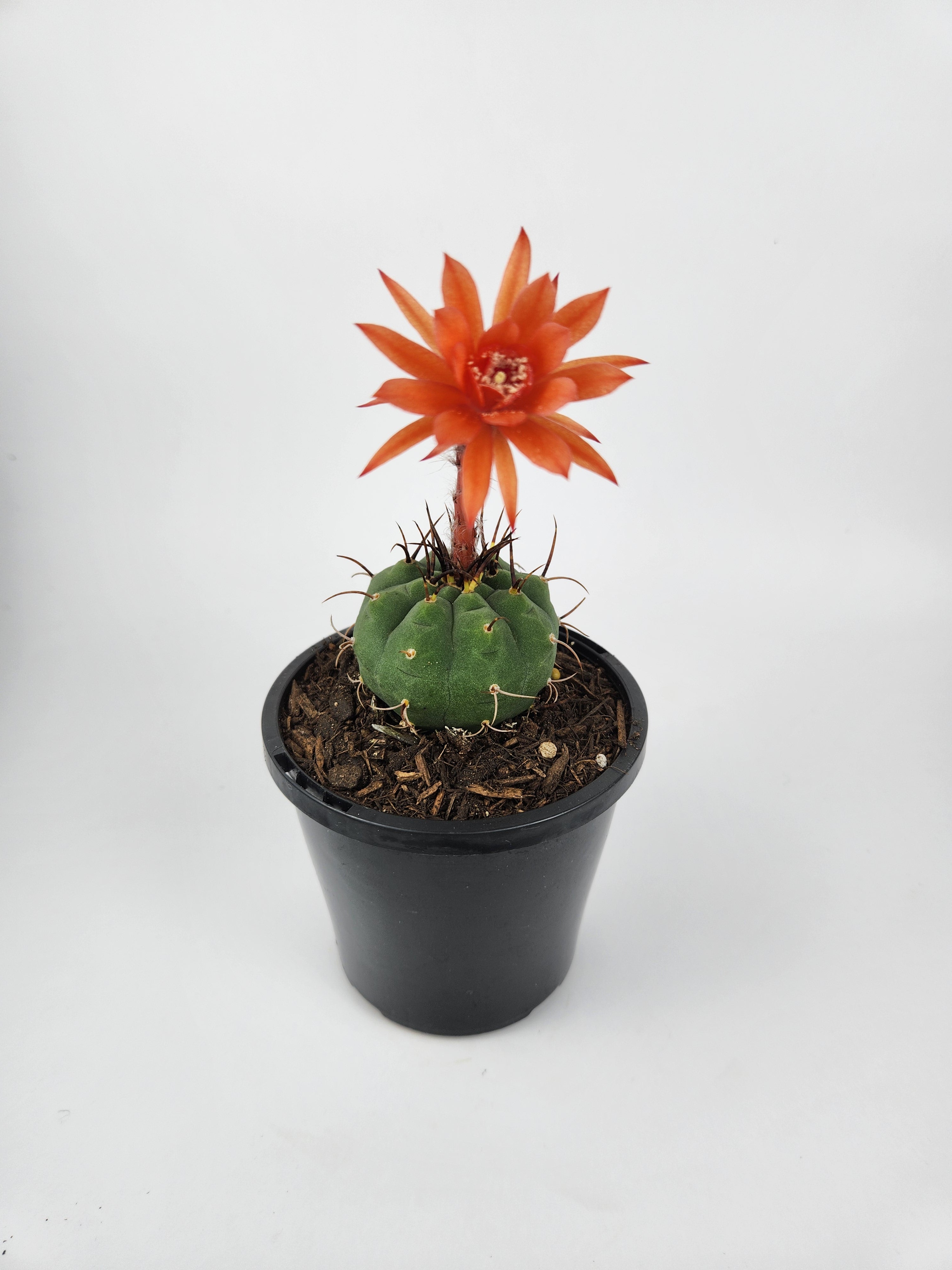 MATUCANA MADISONIORUM