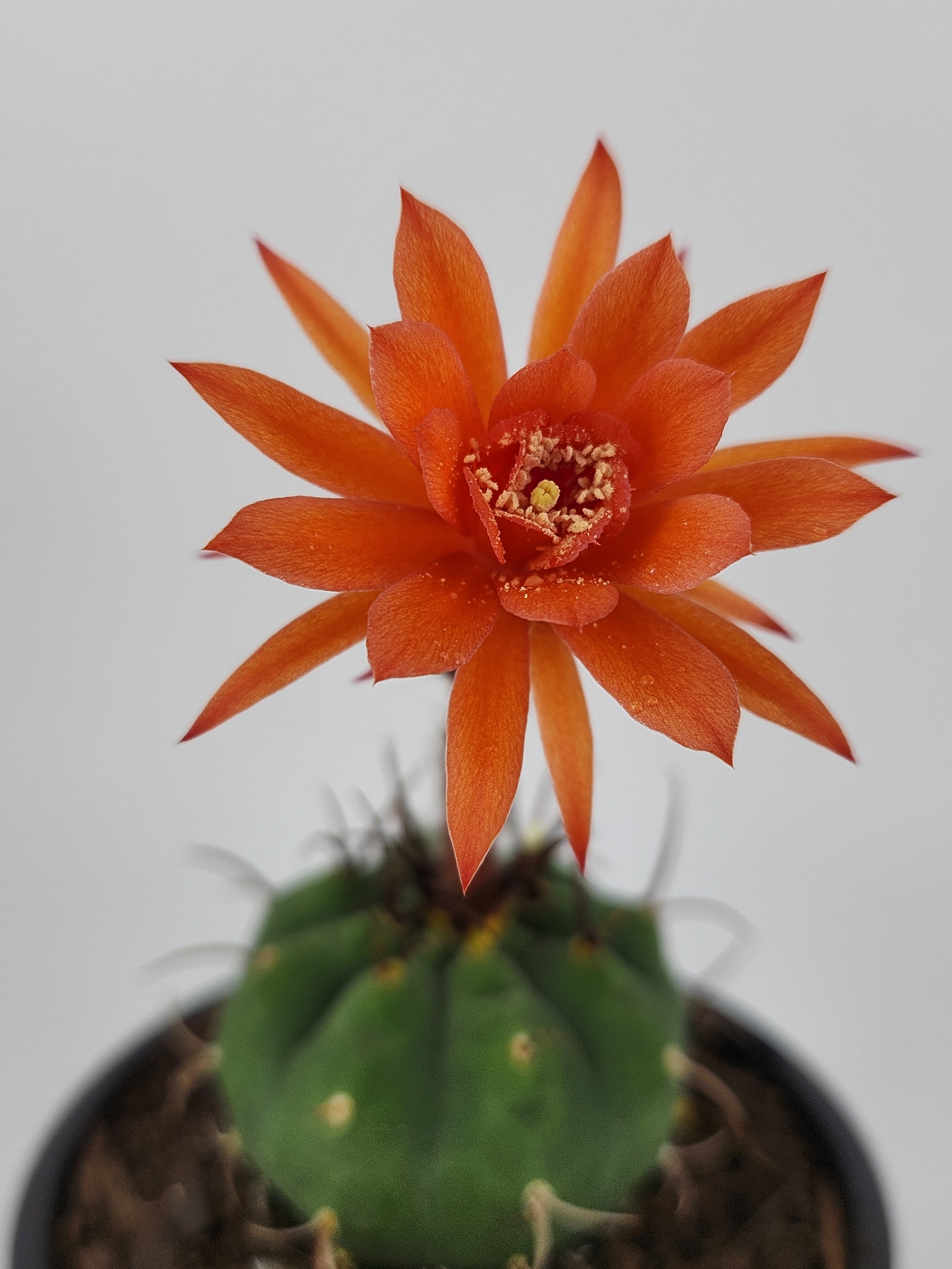 MATUCANA MADISONIORUM