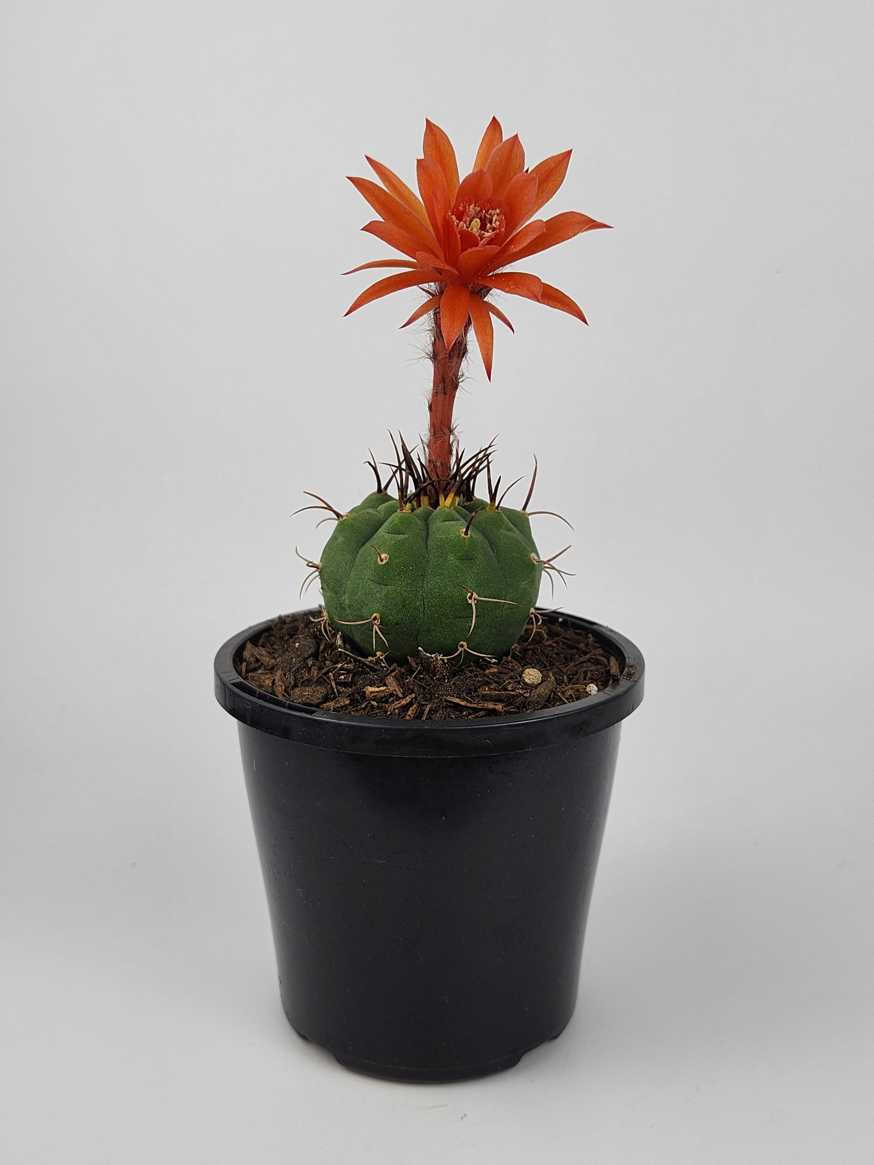 MATUCANA MADISONIORUM