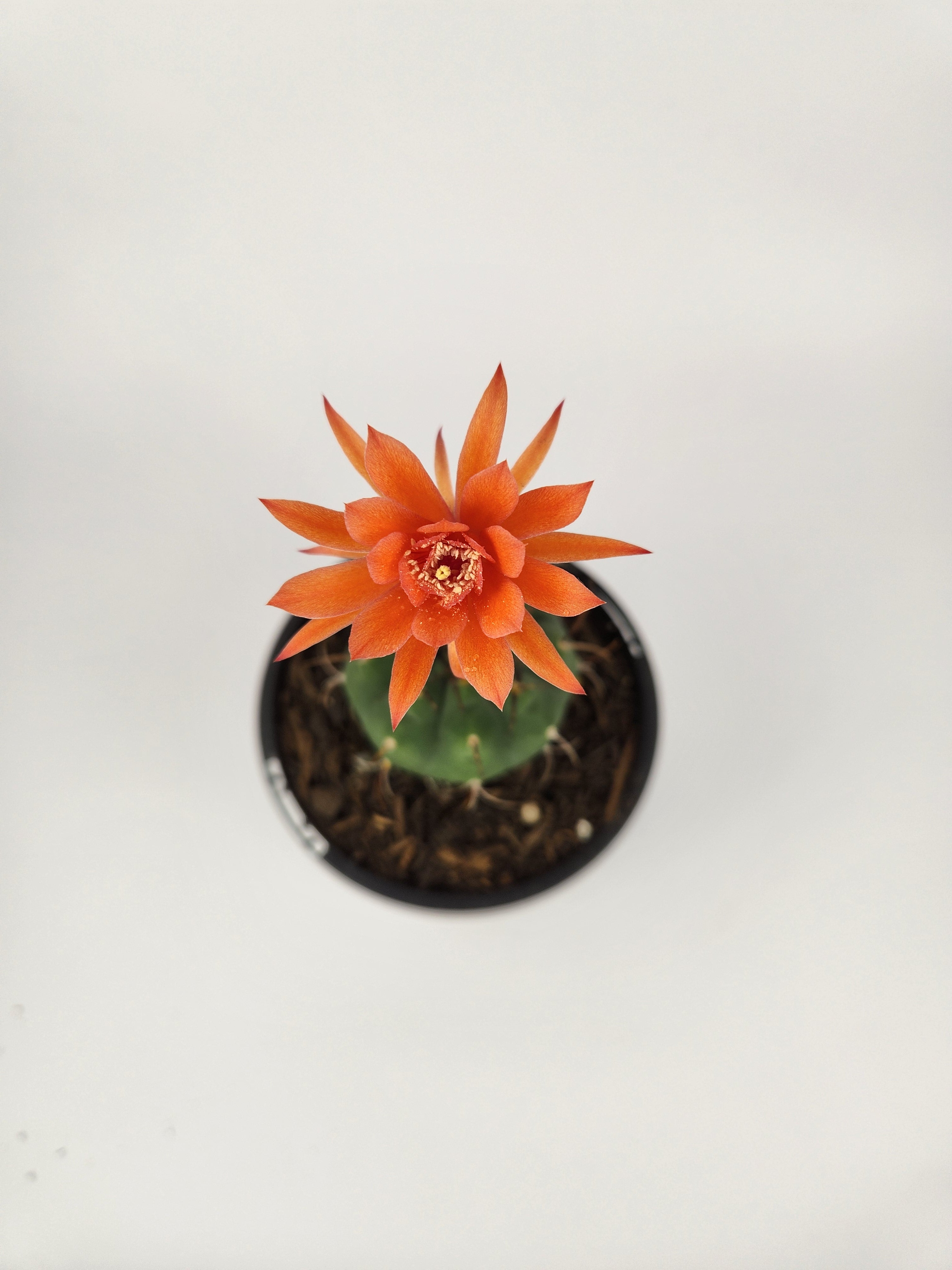 MATUCANA MADISONIORUM