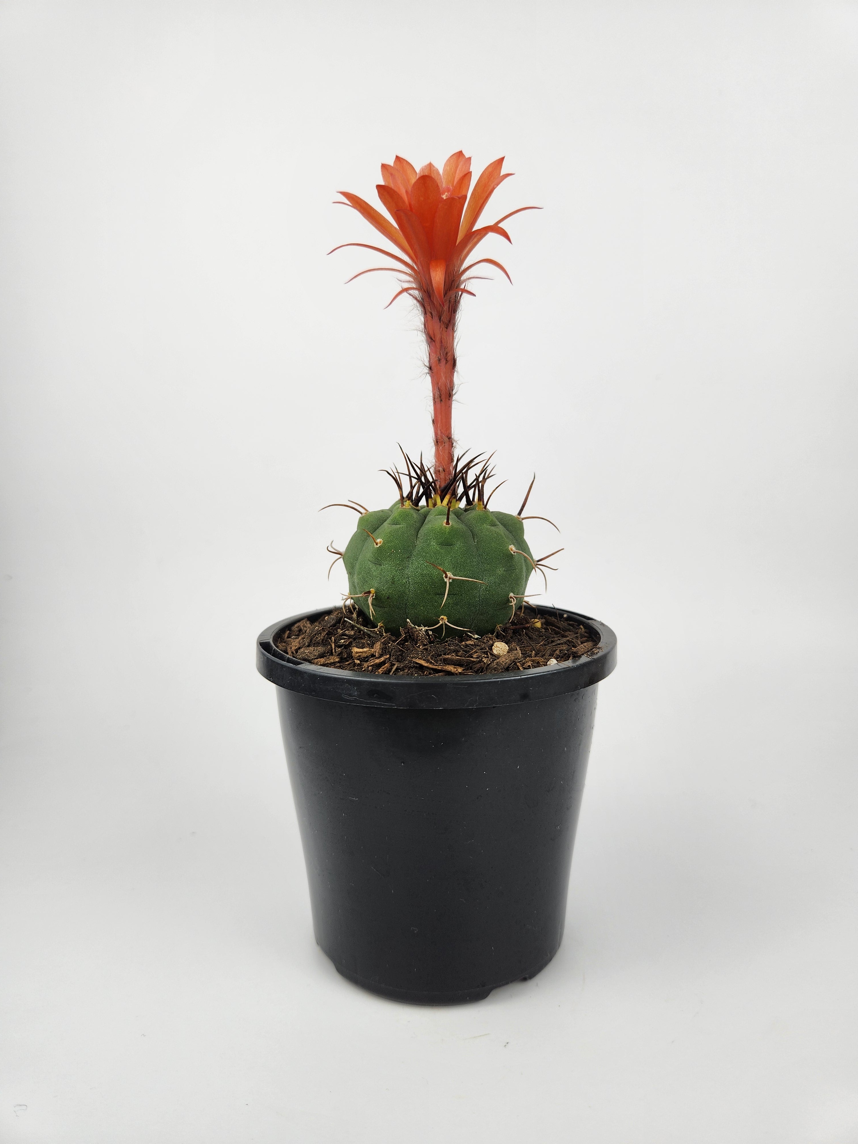 MATUCANA MADISONIORUM