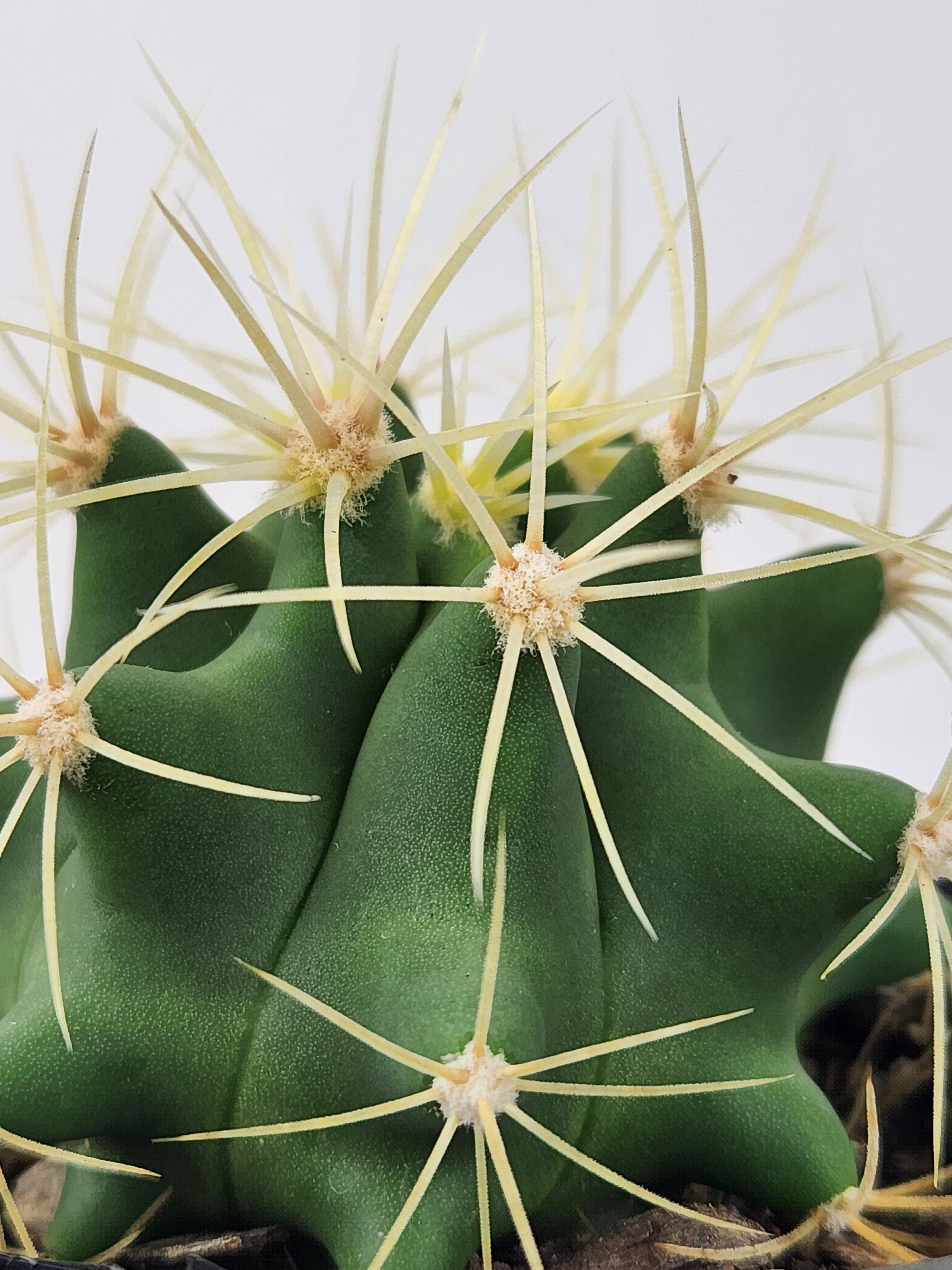 FEROCACTUS GLAUCESCENS