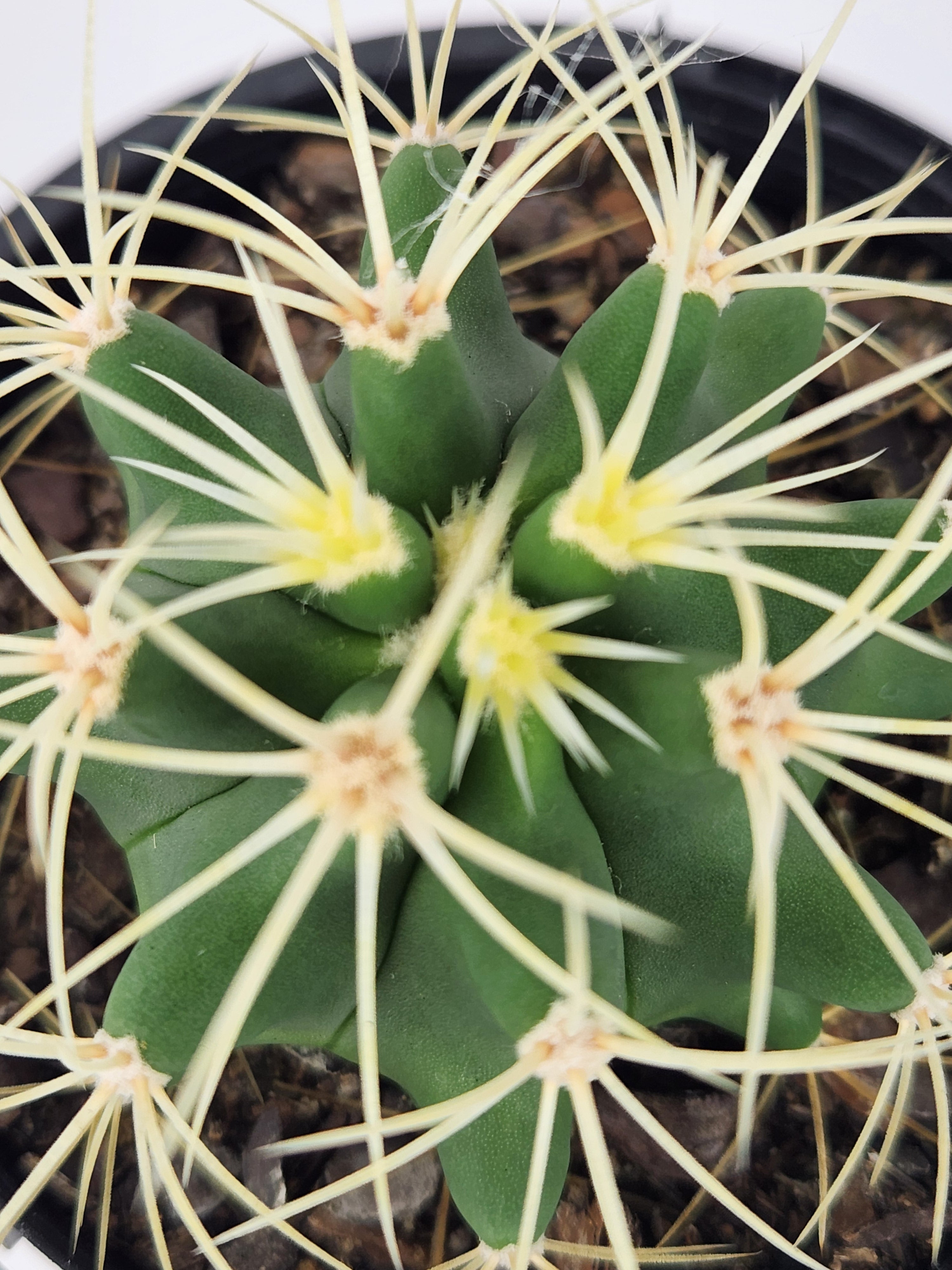 FEROCACTUS GLAUCESCENS