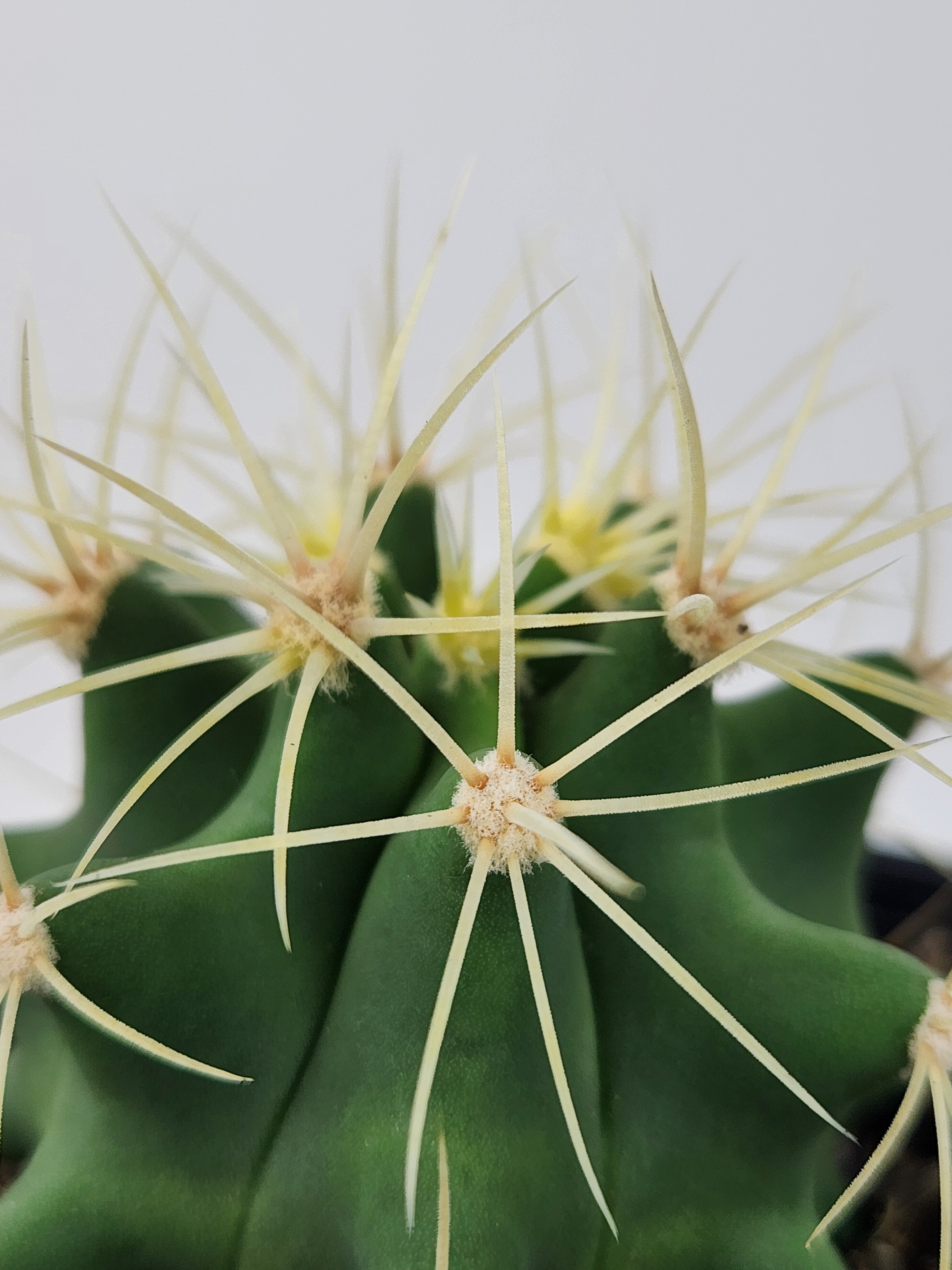FEROCACTUS GLAUCESCENS