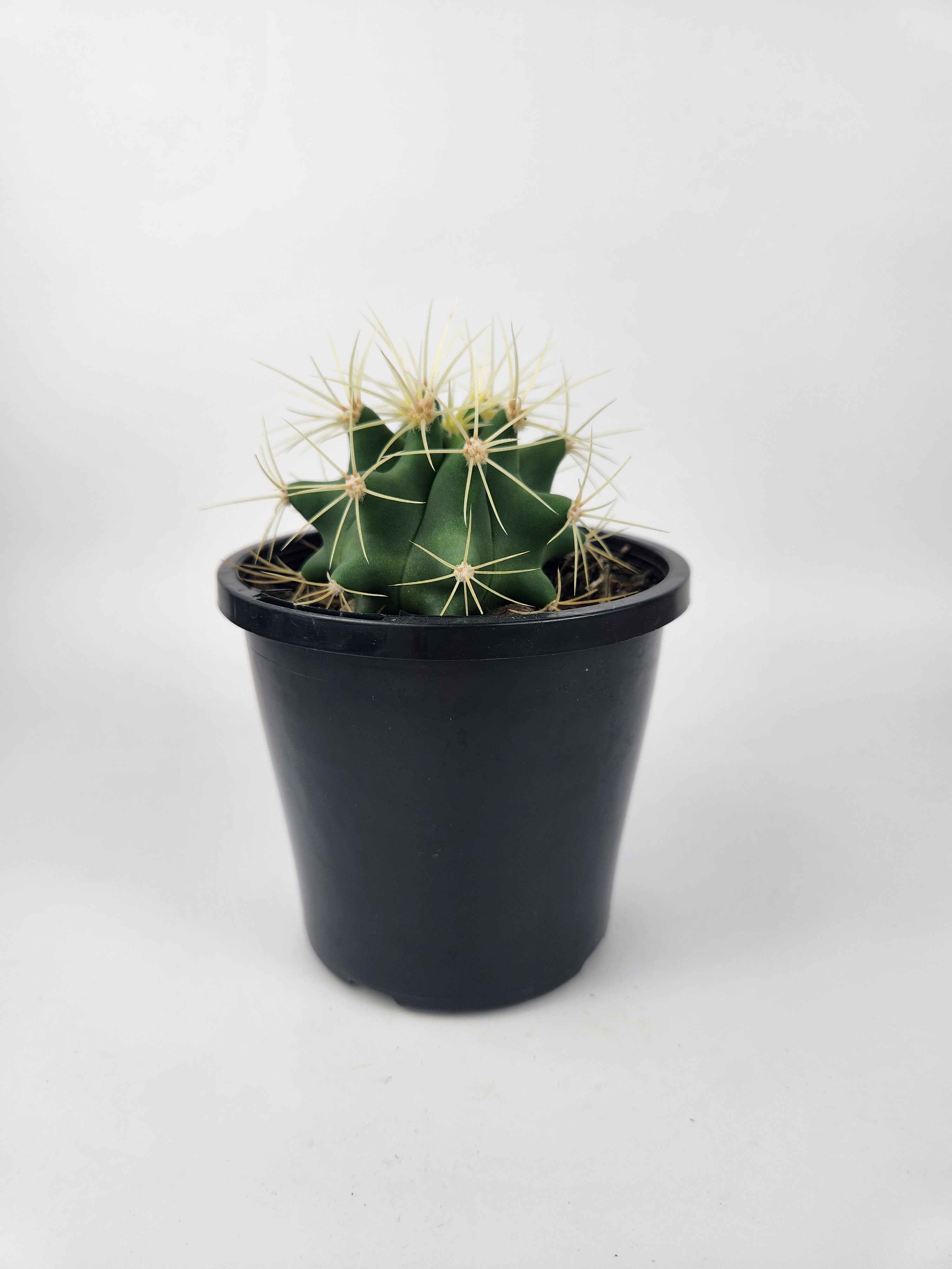 FEROCACTUS GLAUCESCENS