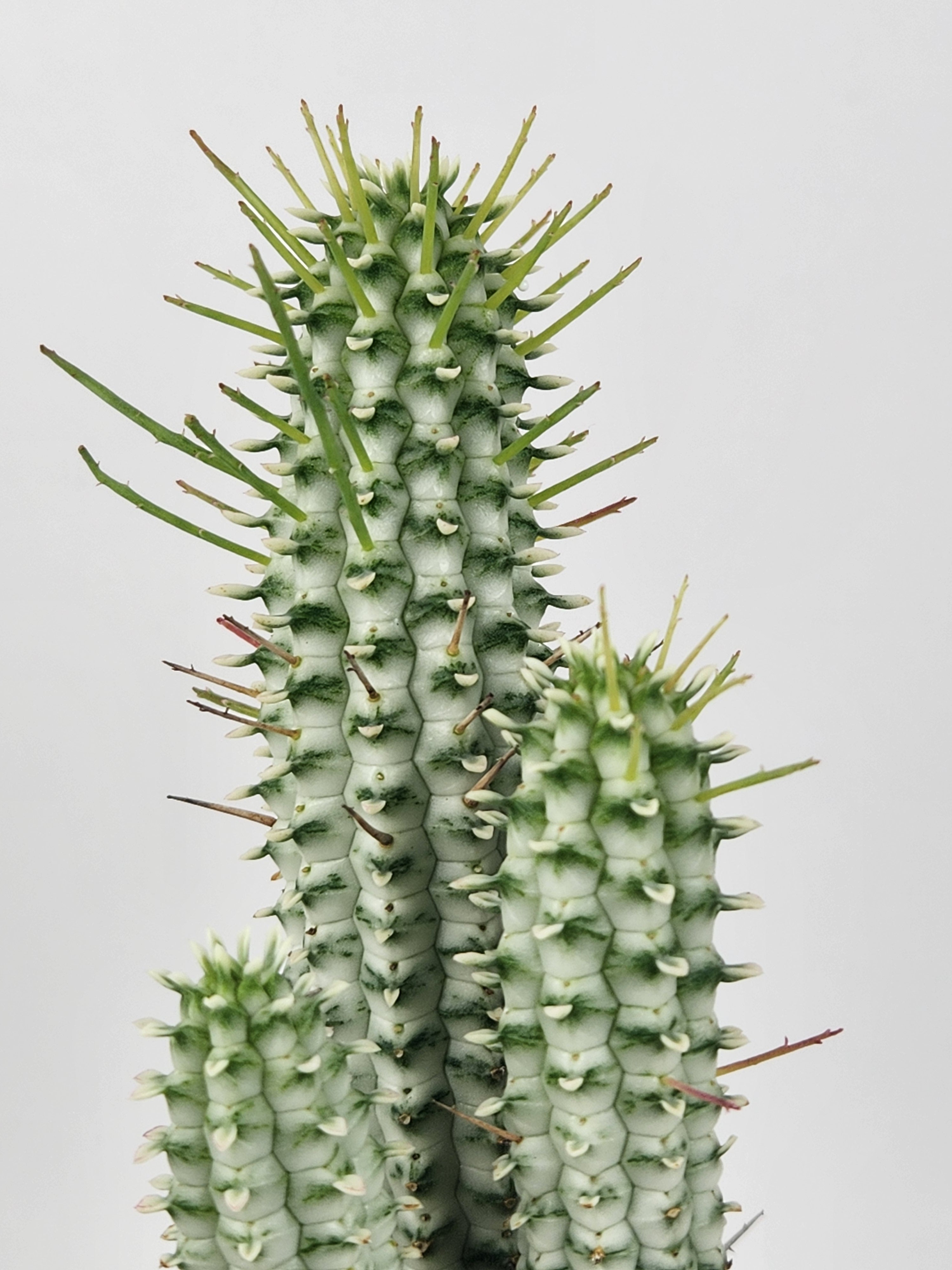EUPHORBIA MAMMILLARIS F. VARIEGATA