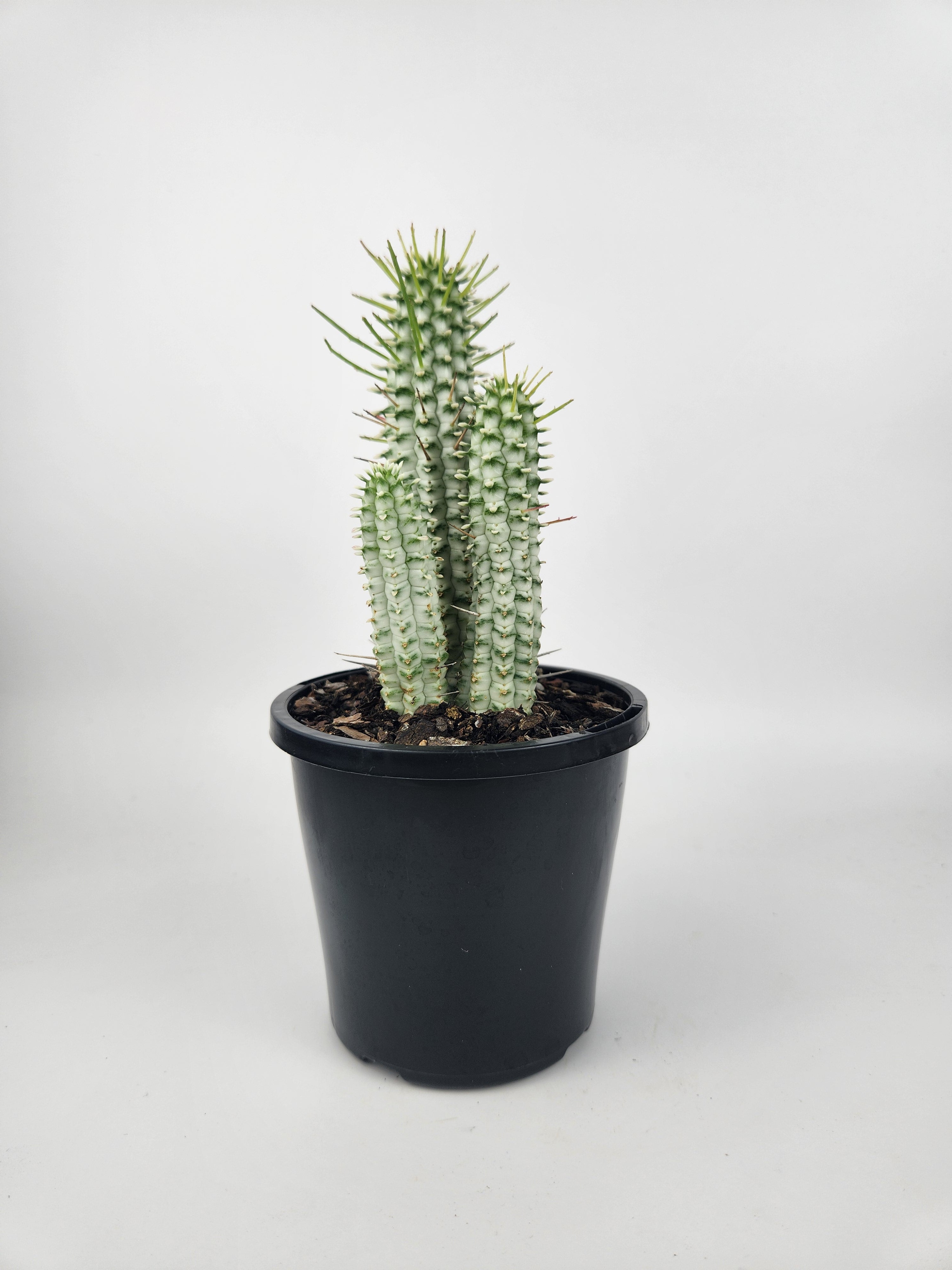 EUPHORBIA MAMMILLARIS F. VARIEGATA