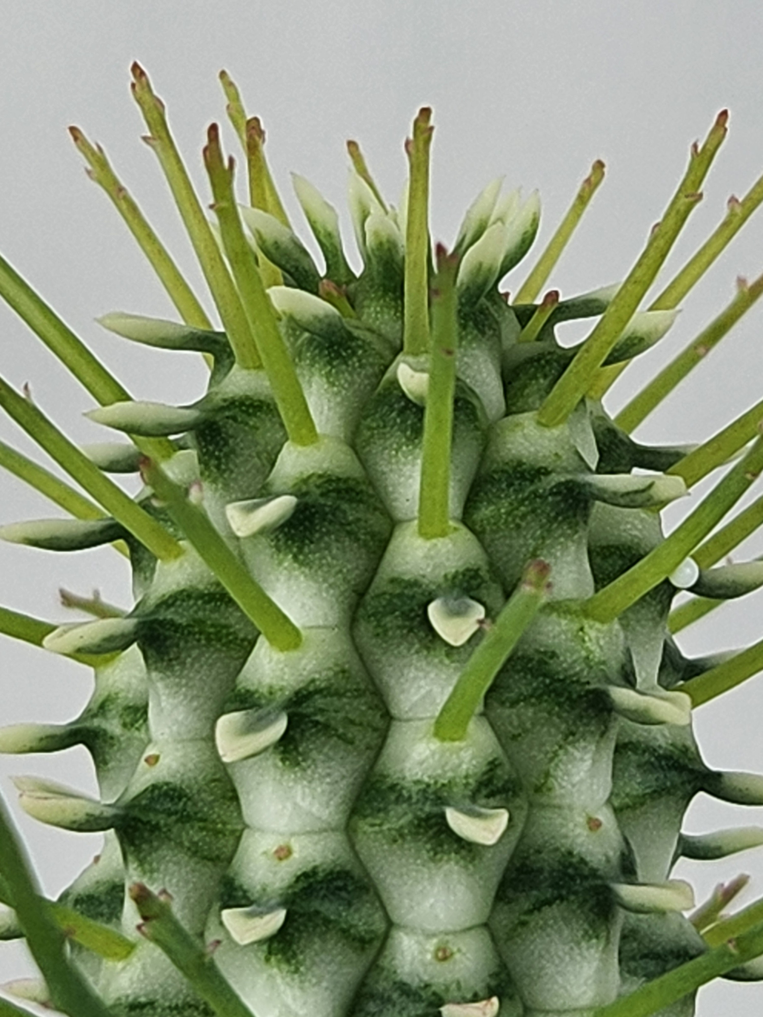 EUPHORBIA MAMMILLARIS F. VARIEGATA