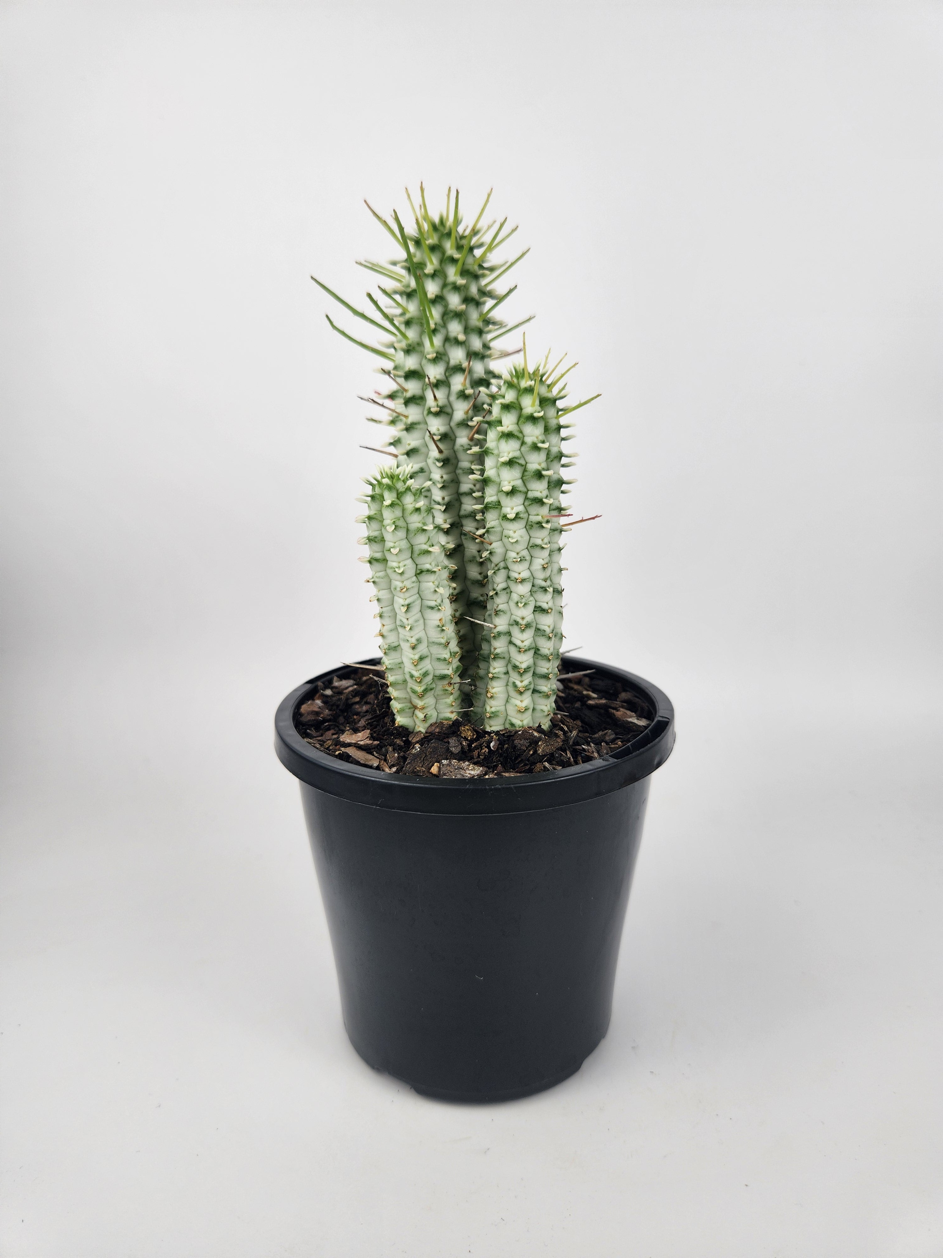 EUPHORBIA MAMMILLARIS F. VARIEGATA