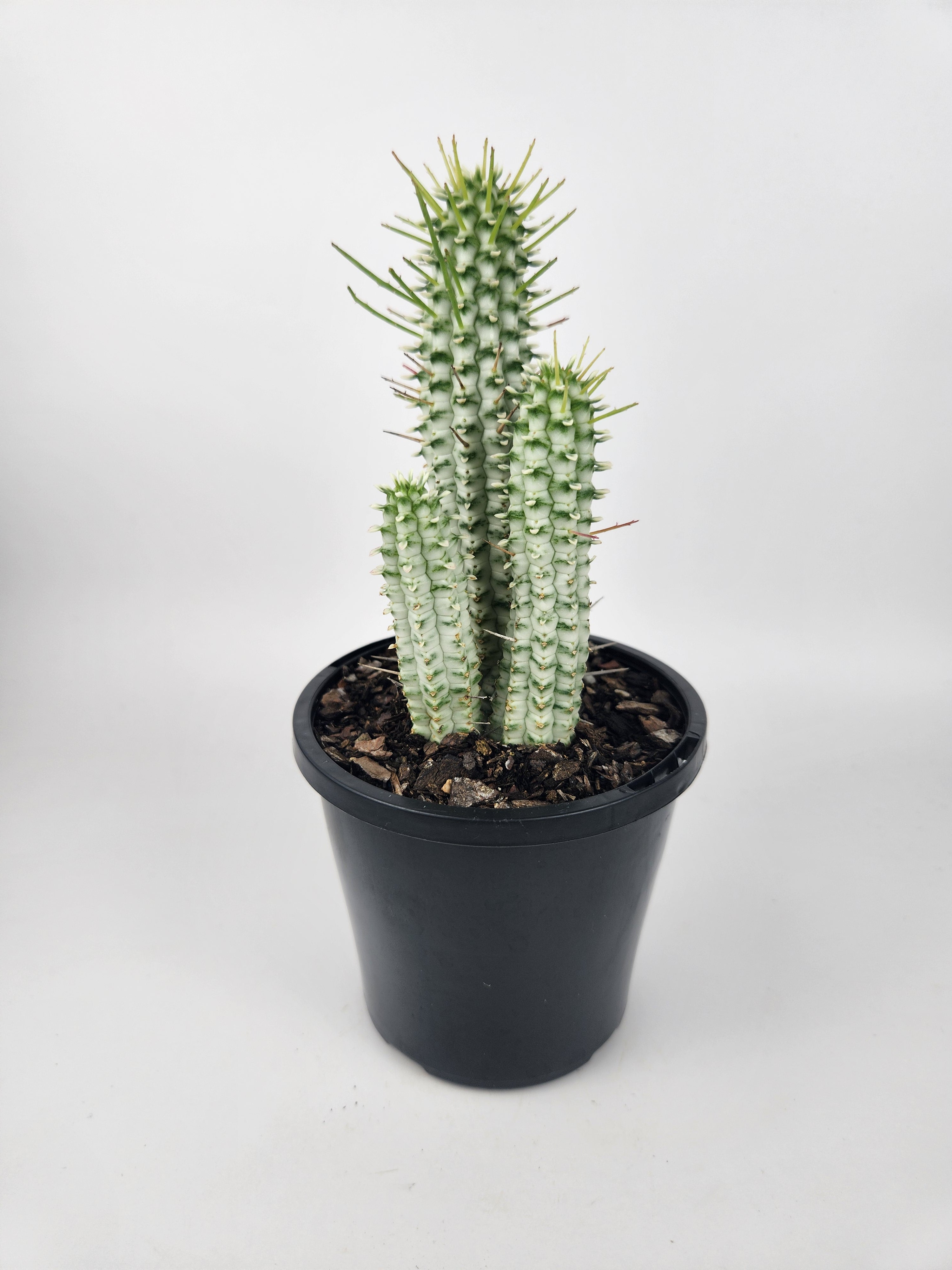 EUPHORBIA MAMMILLARIS F. VARIEGATA