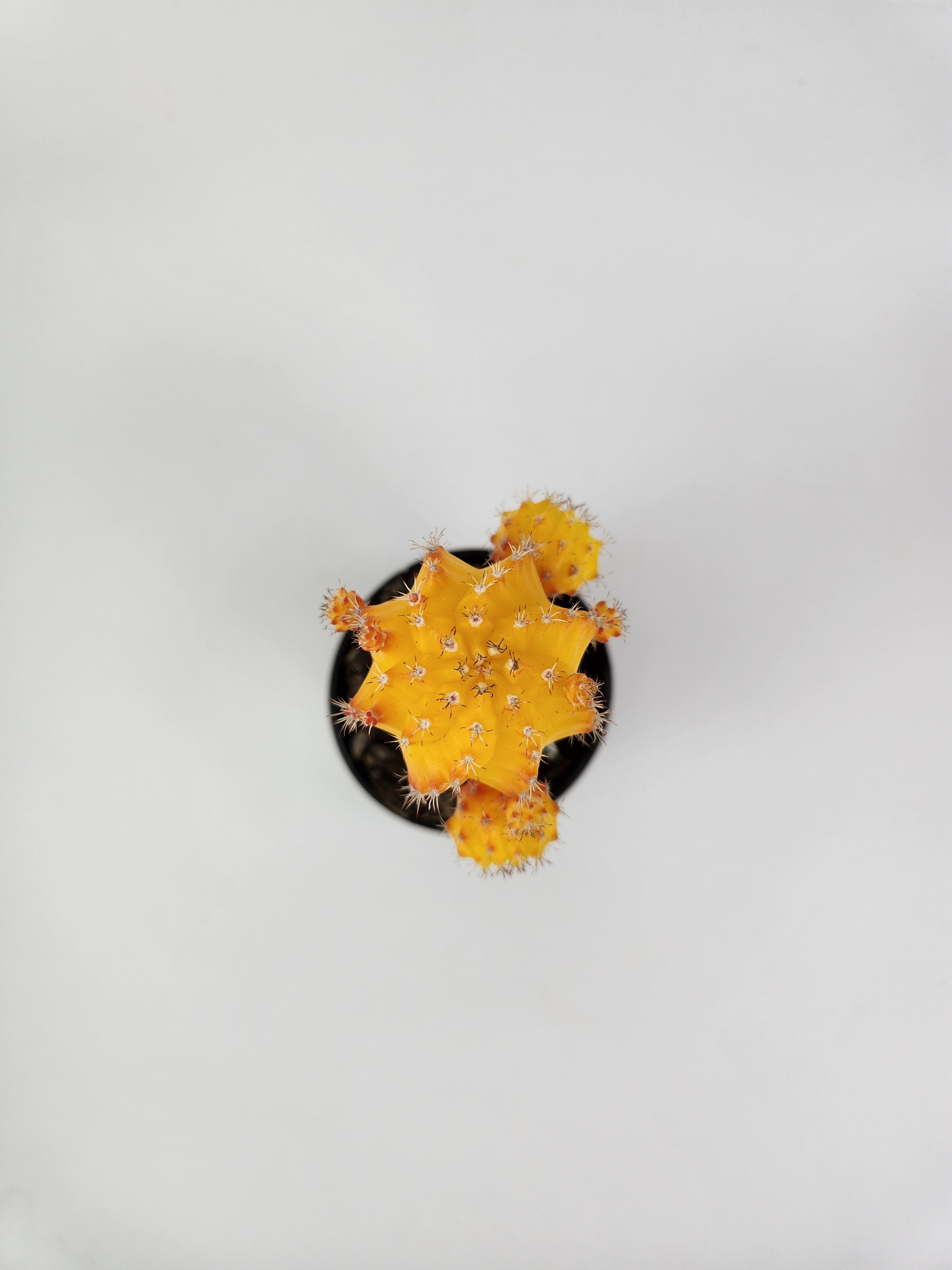 GYMNOCALYCIUM MIHANOVICHII