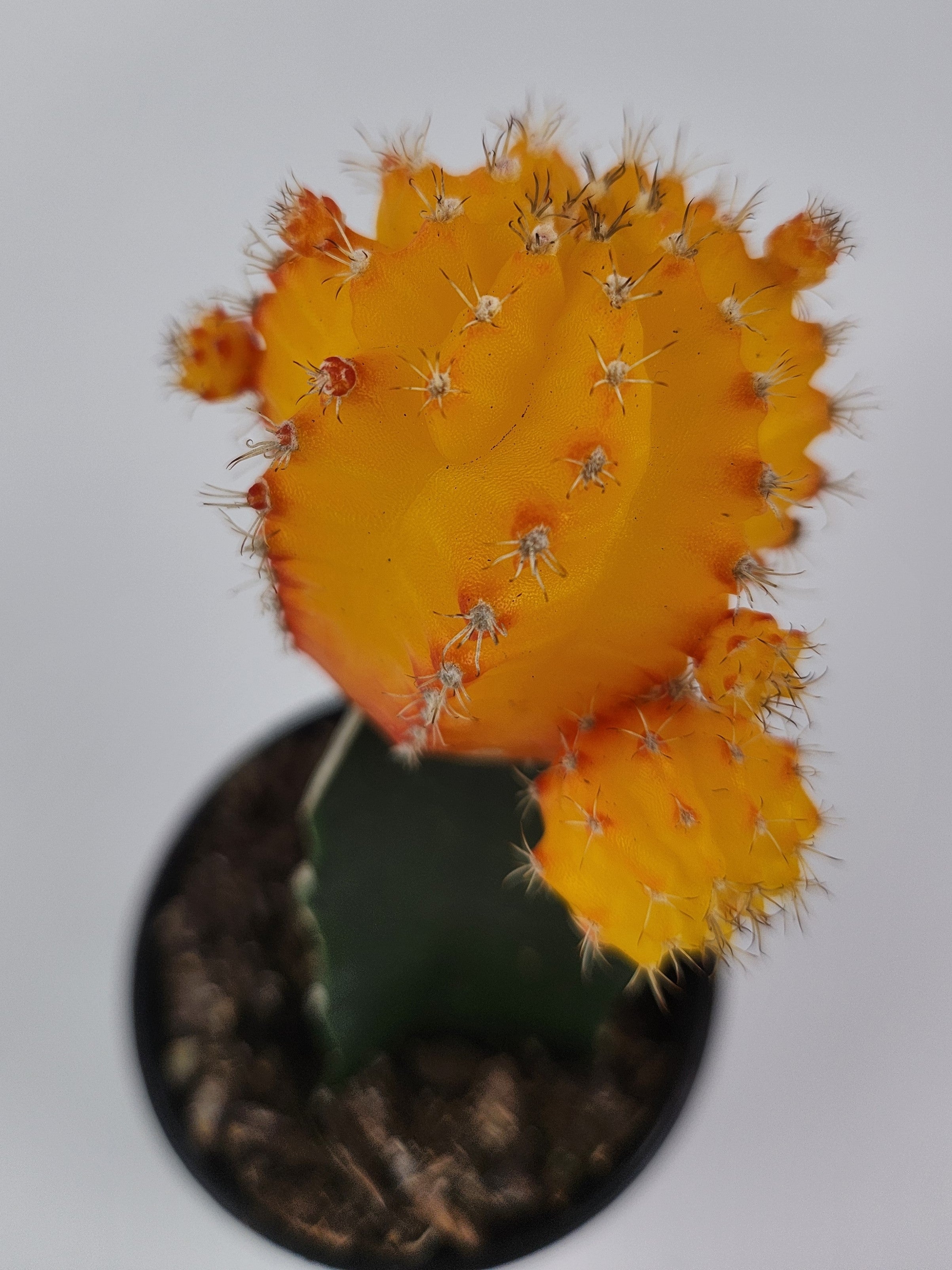 GYMNOCALYCIUM MIHANOVICHII