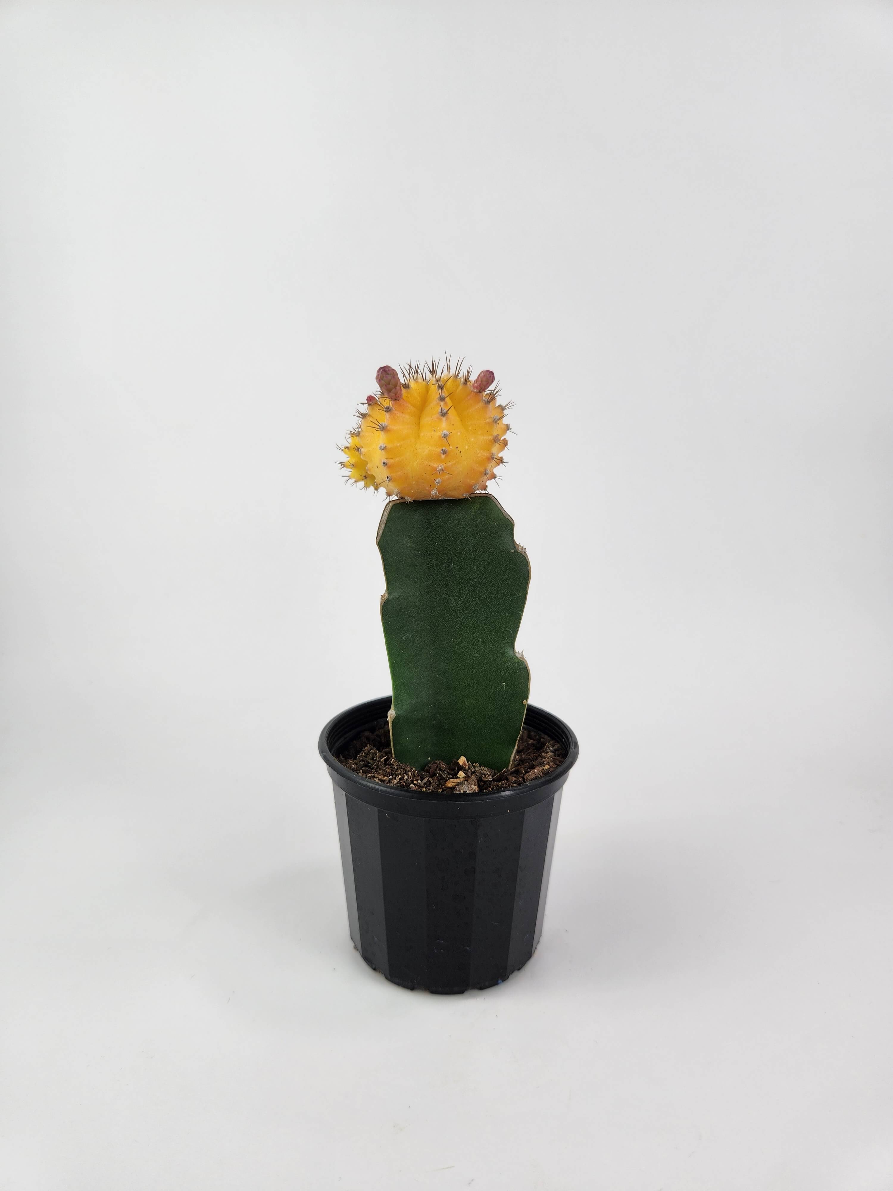 GYMNOCALYCIUM MIHANOVICHII