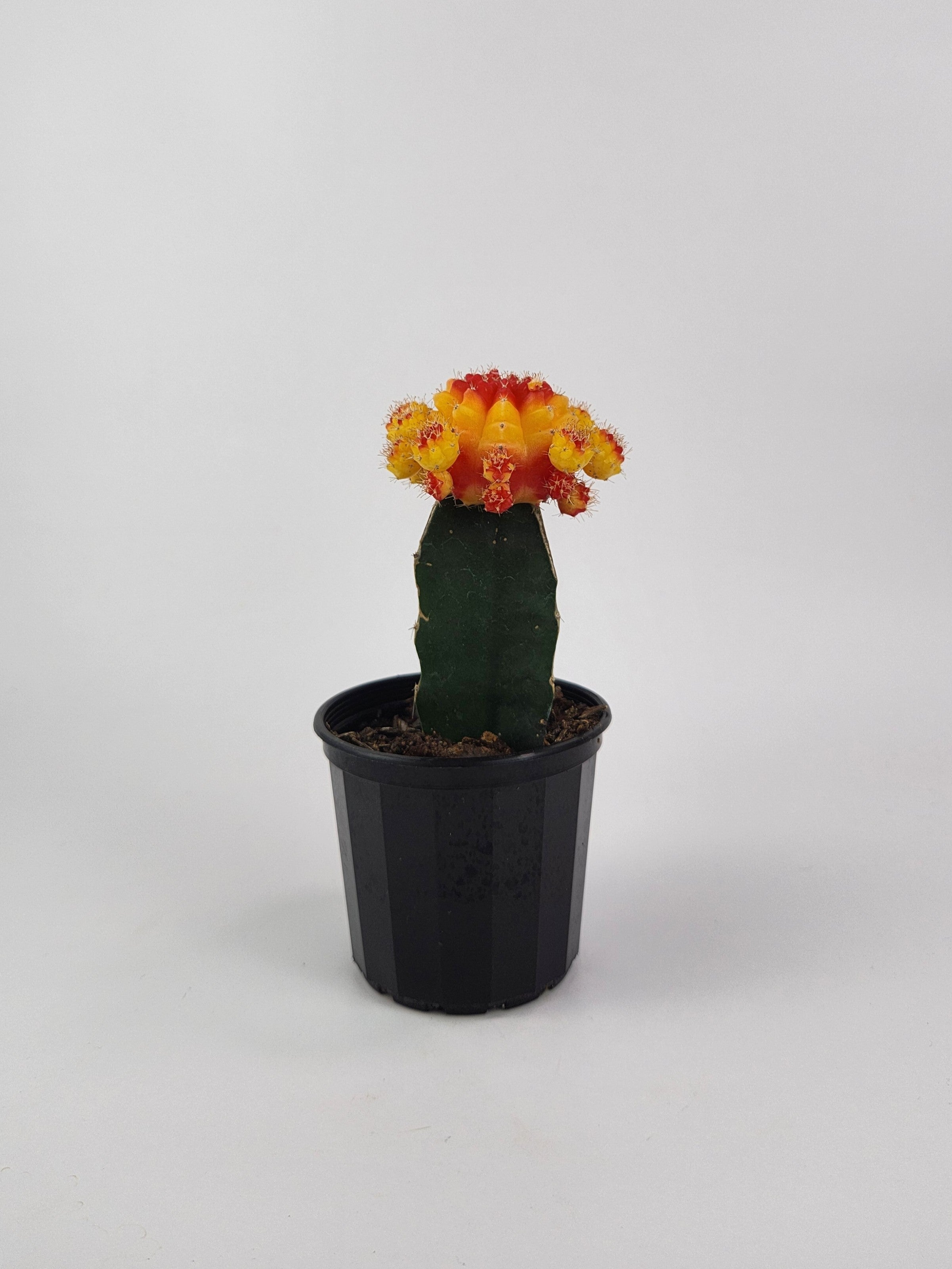 GYMNOCALYCIUM MIHANOVICHII