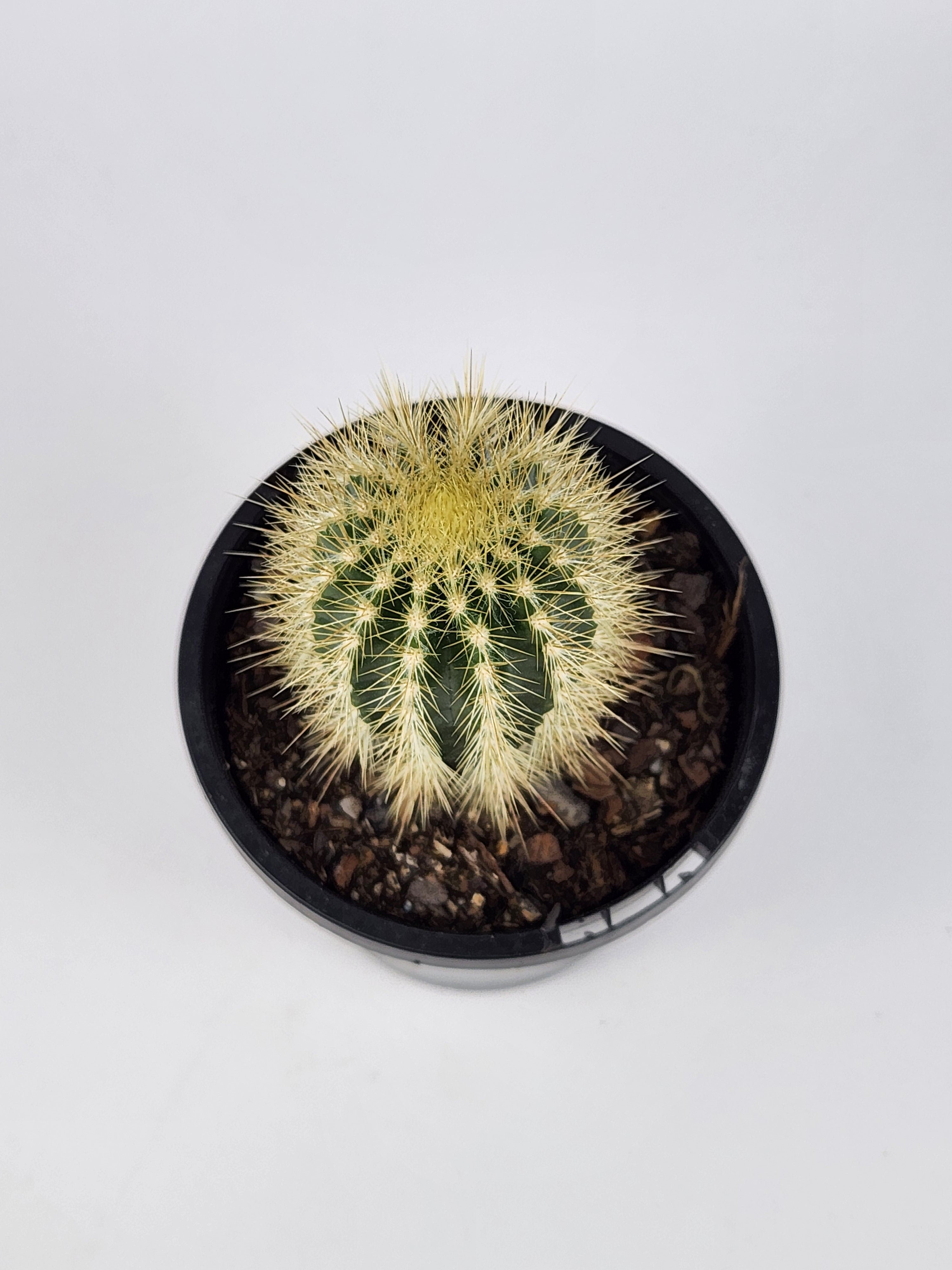 STEPHANOCEREUS LEUCOSTELE