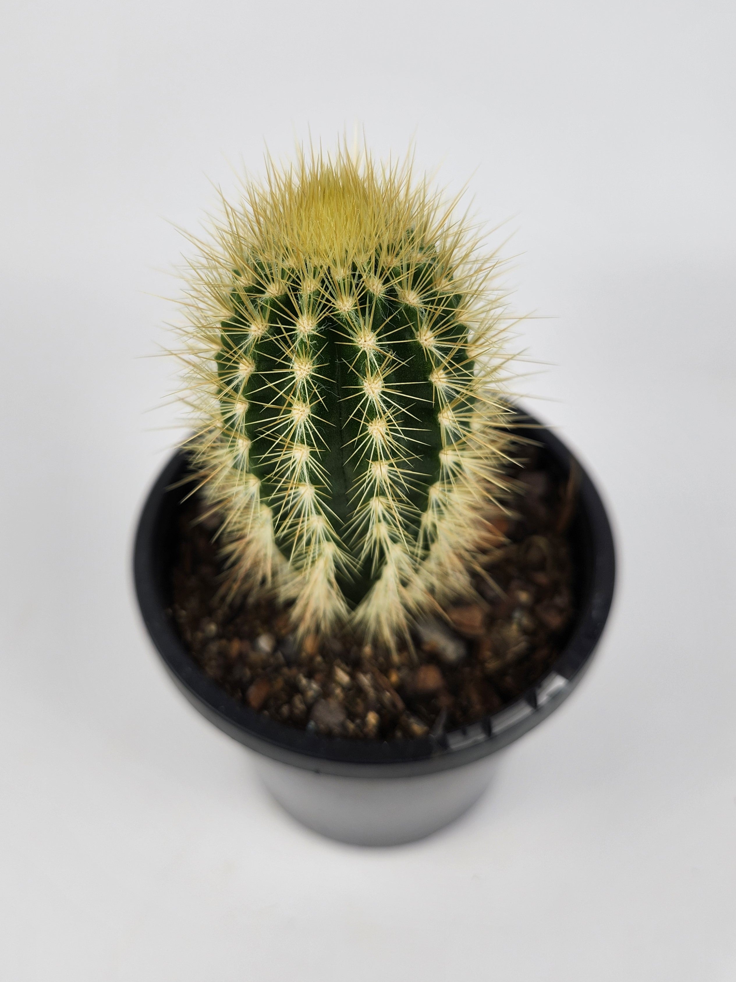 STEPHANOCEREUS LEUCOSTELE