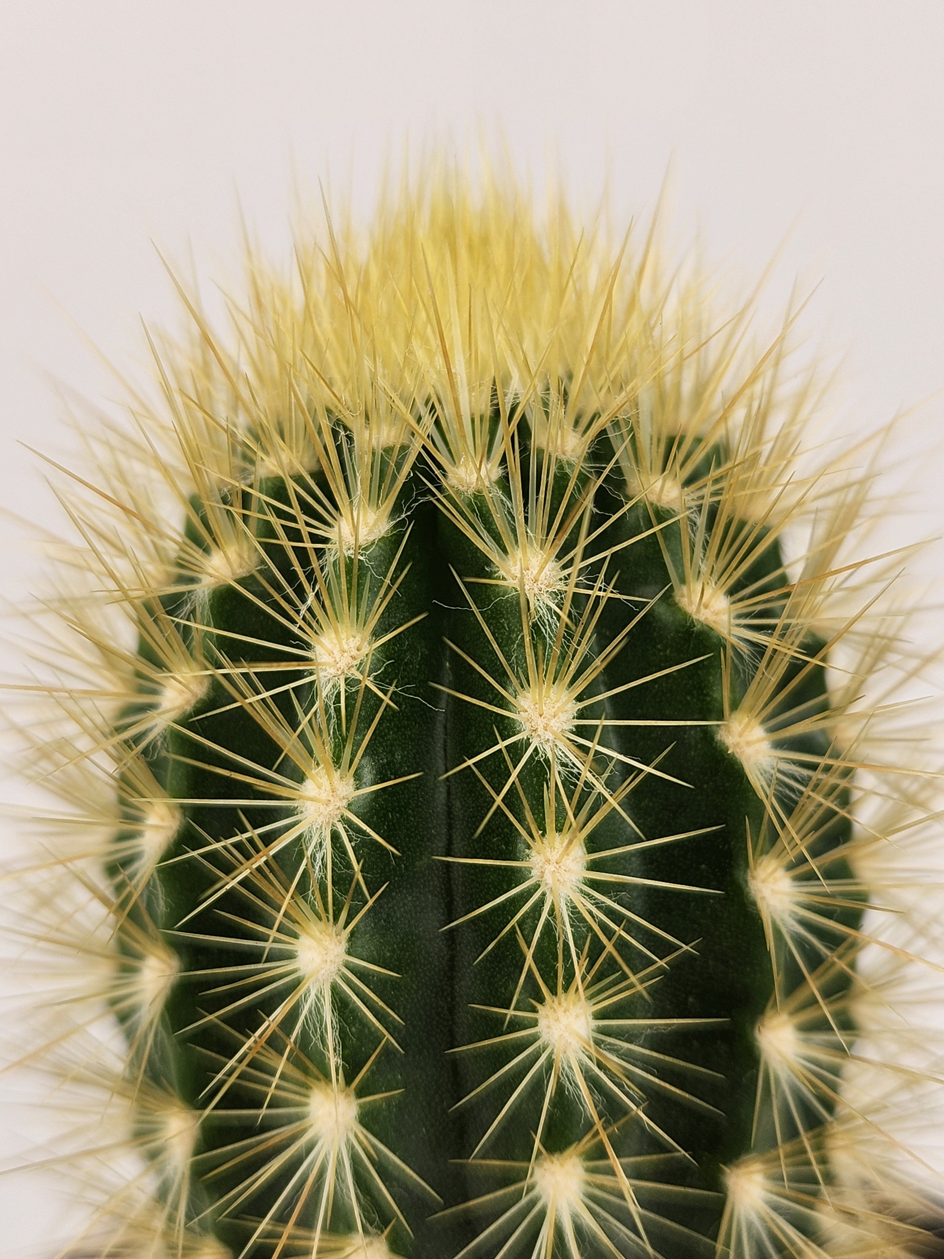 STEPHANOCEREUS LEUCOSTELE