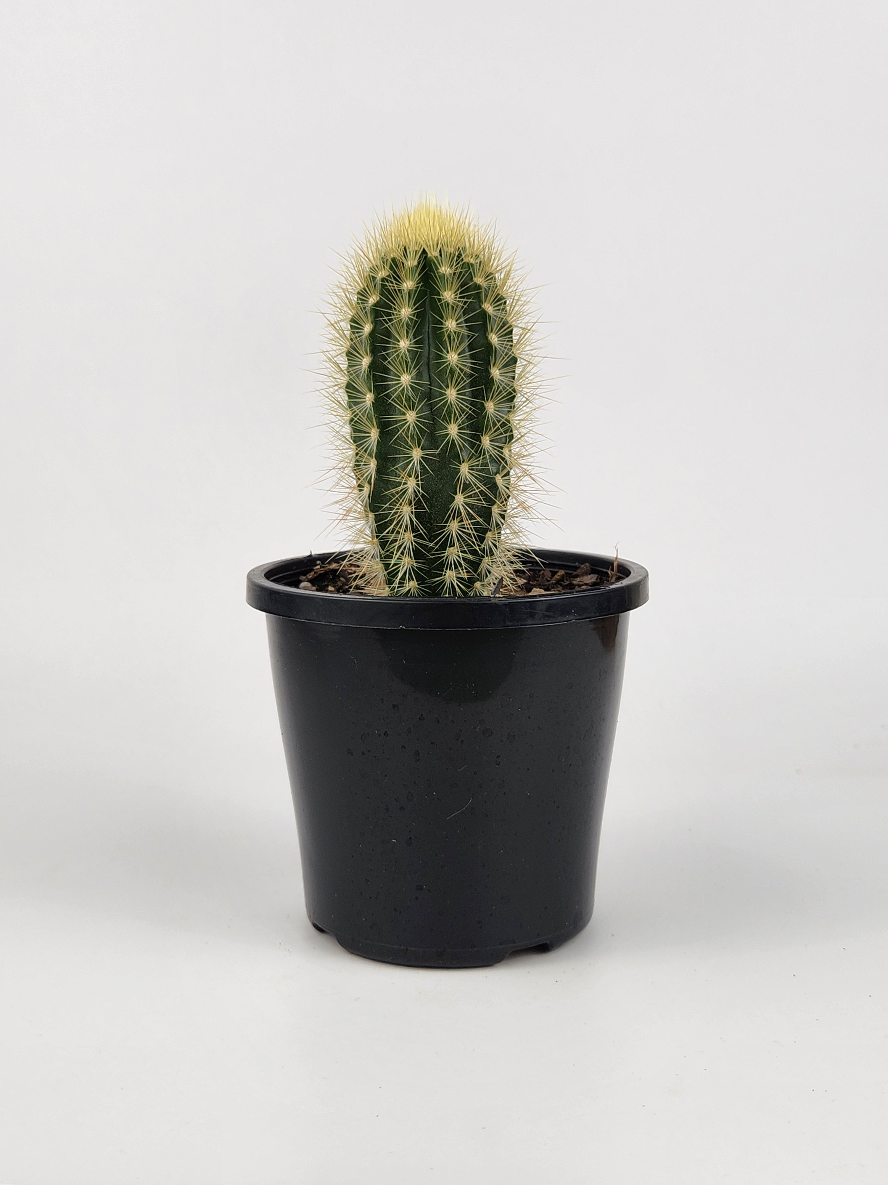 STEPHANOCEREUS LEUCOSTELE