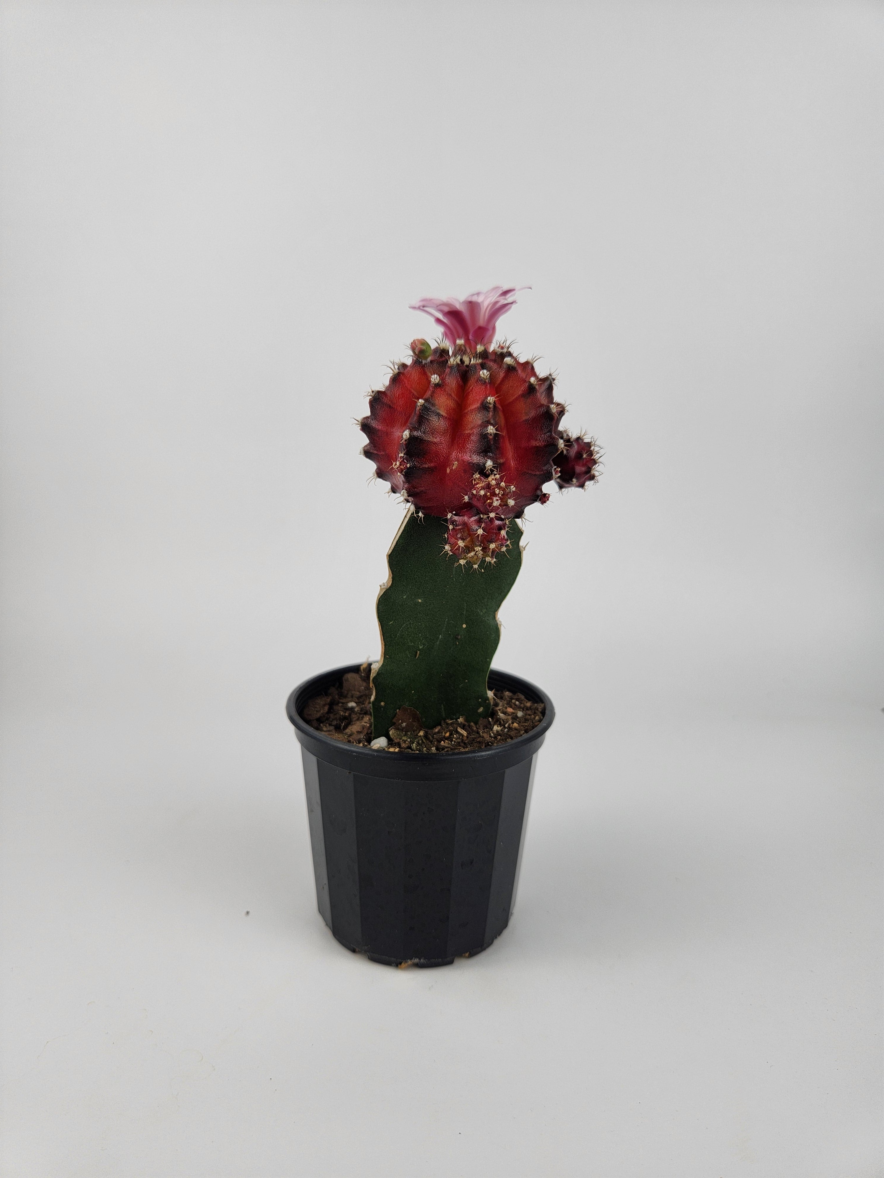 GYMNOCALYCIUM MIHANOVICHII