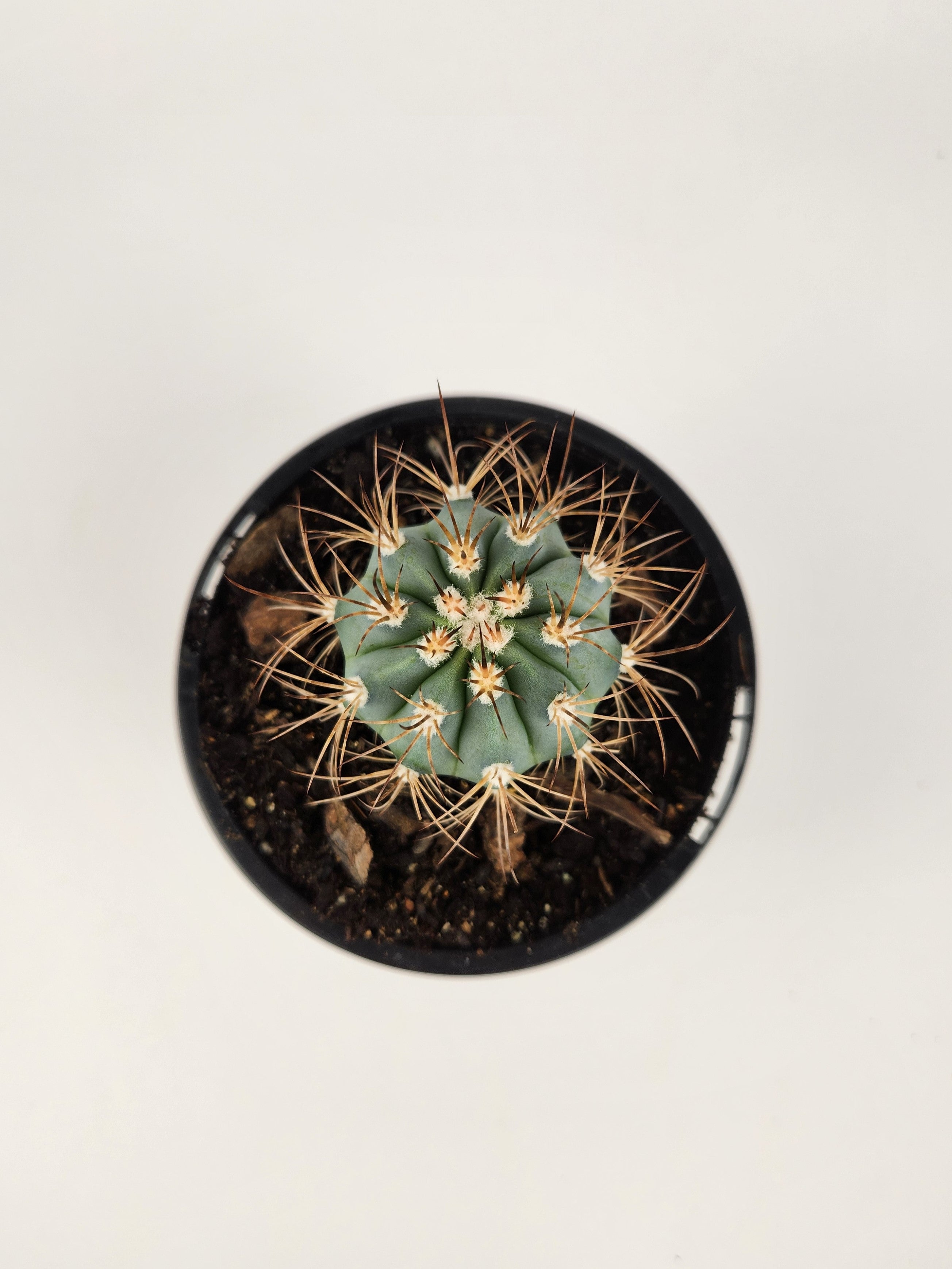 MELOCACTUS AZUREUS