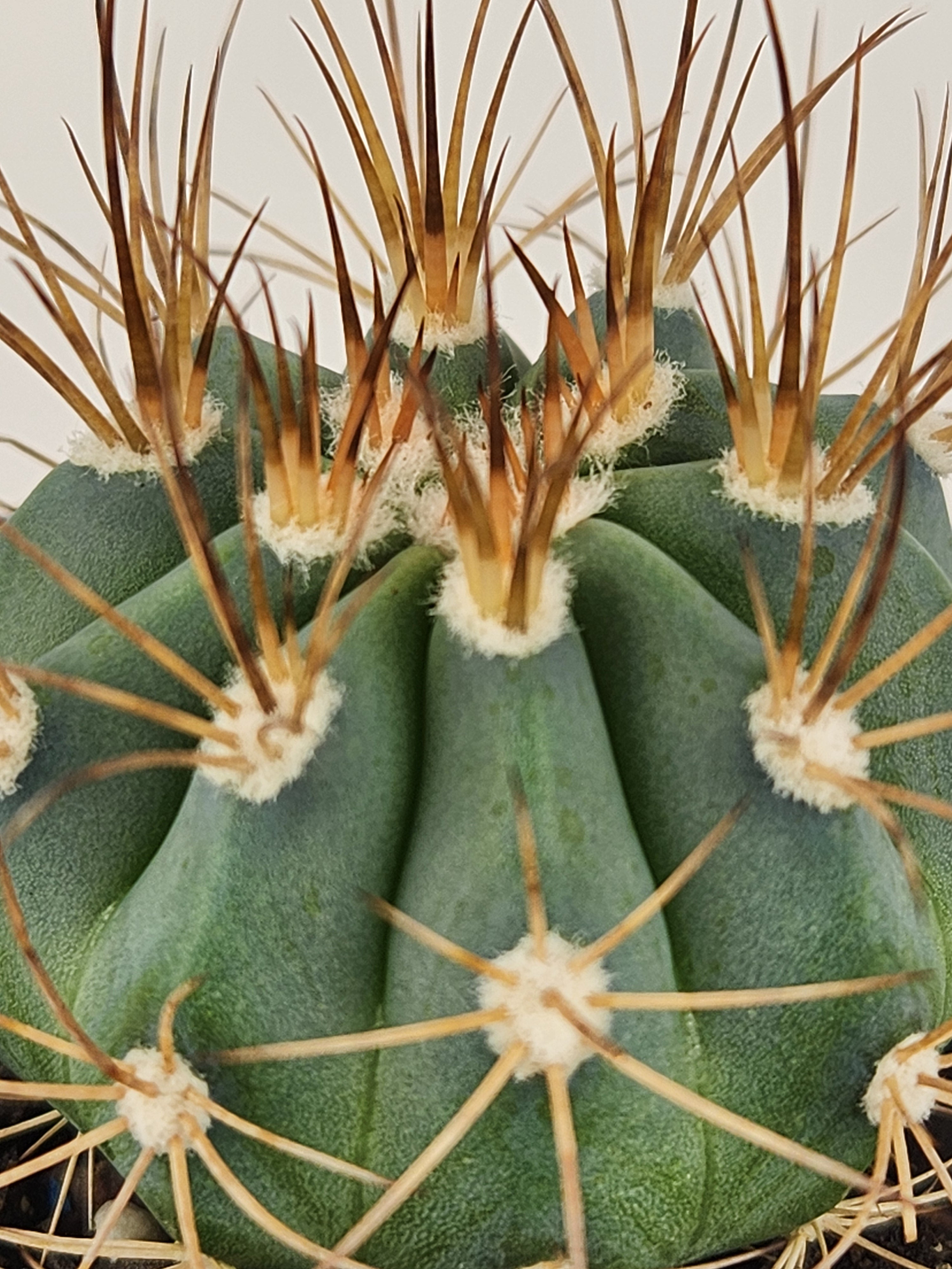 MELOCACTUS AZUREUS