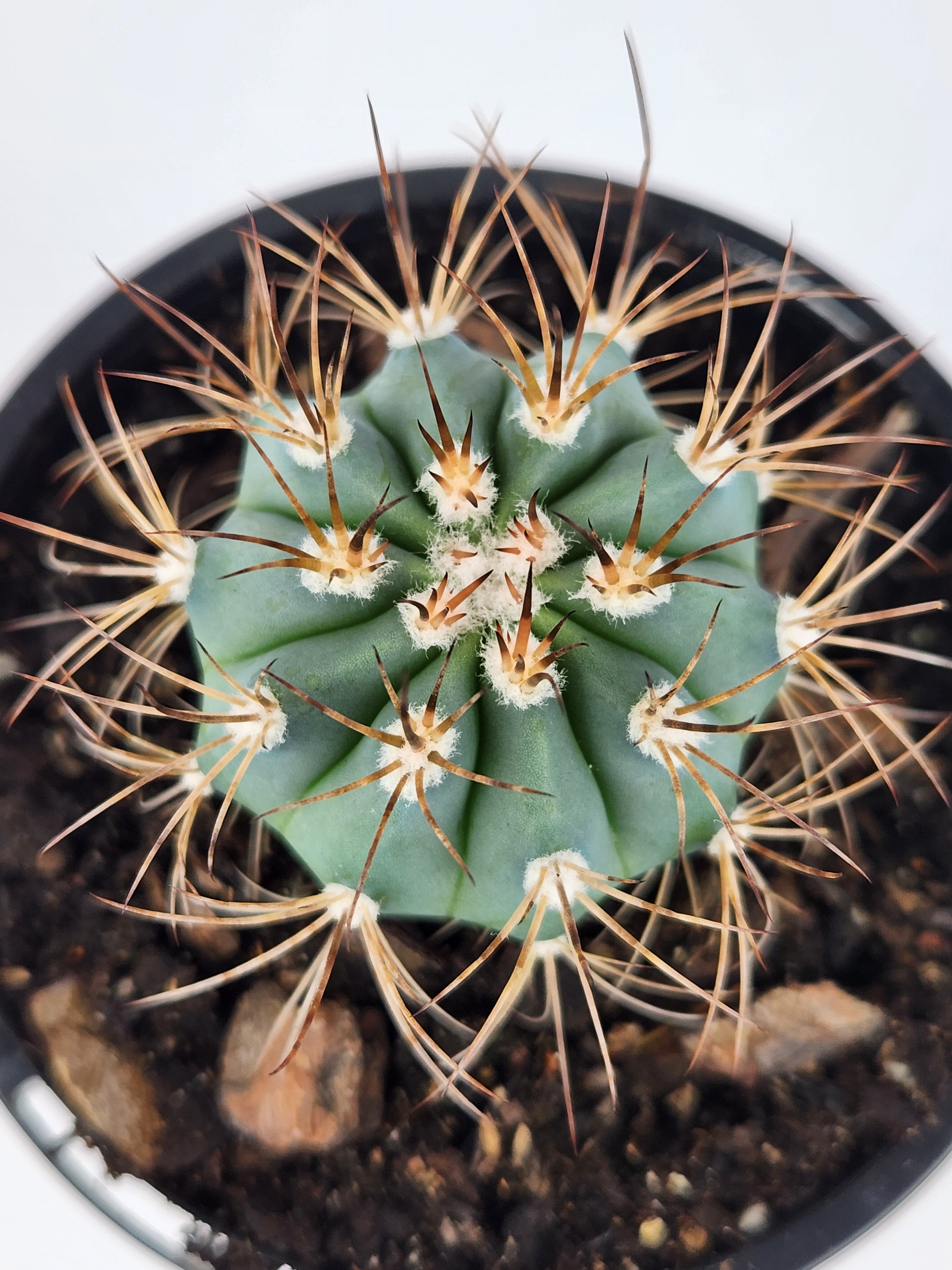 MELOCACTUS AZUREUS