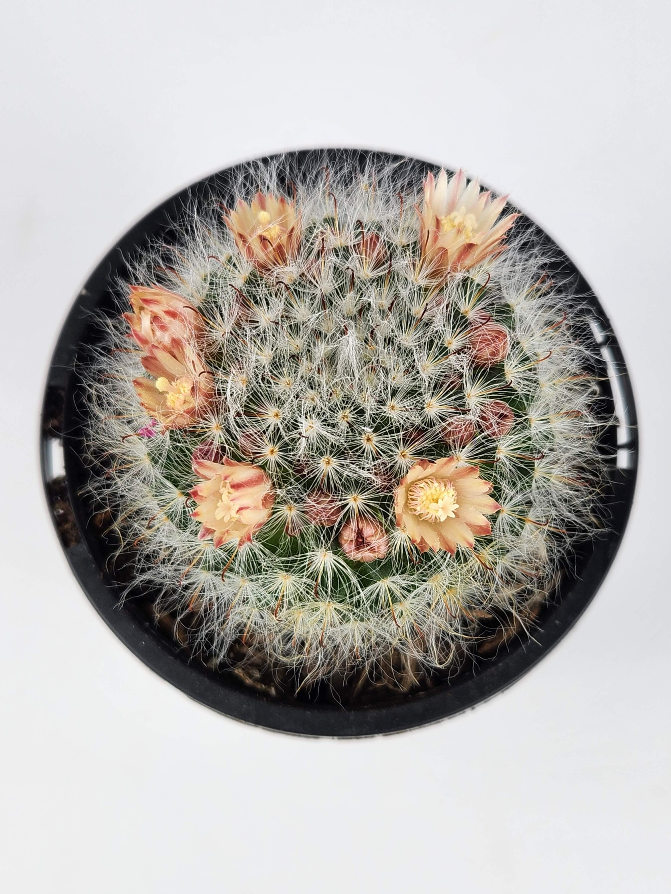 MAMMILLARIA BOCASANA