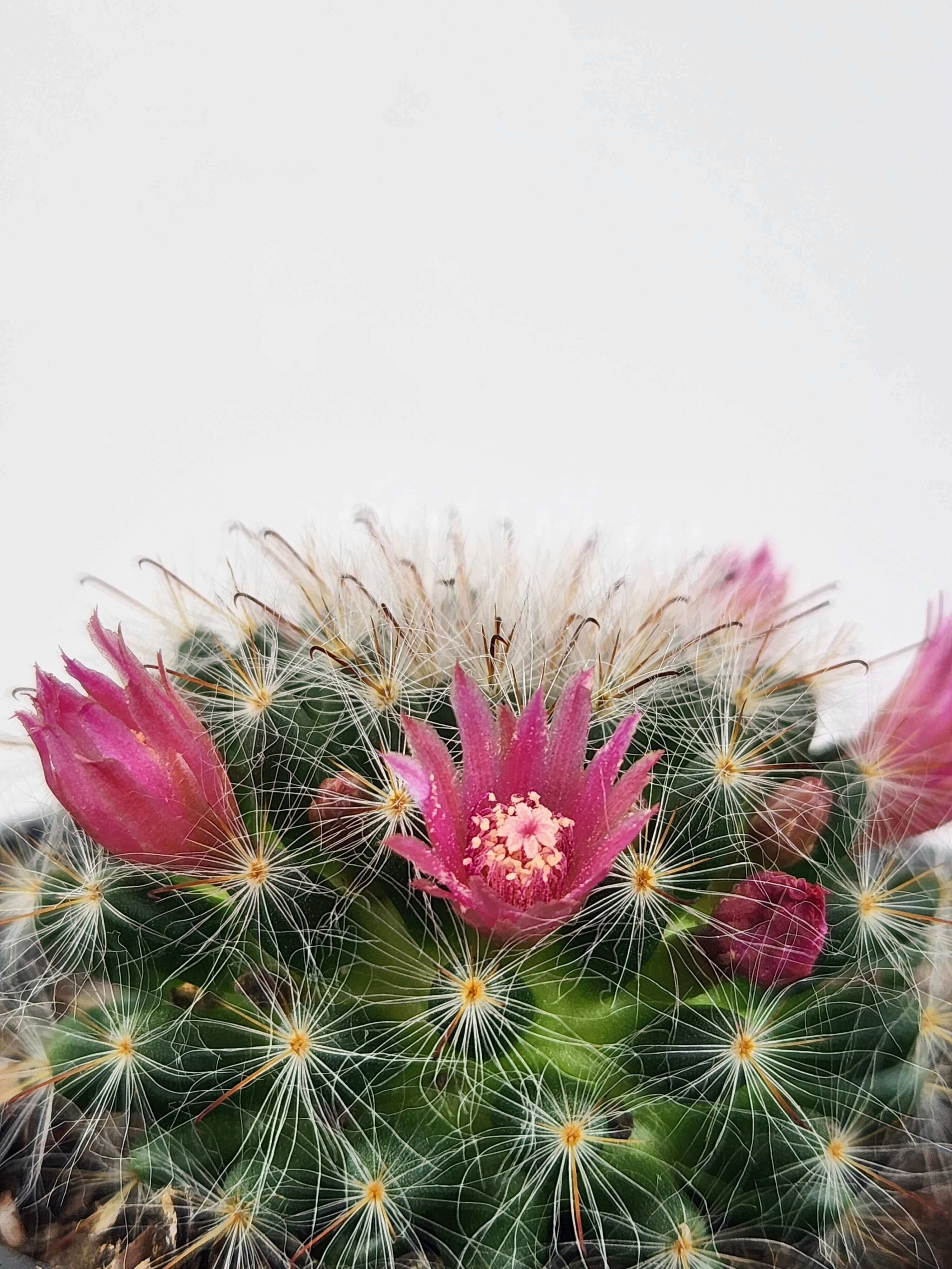 MAMMILLARIA BOCASANA CV. ROSEIFLORA