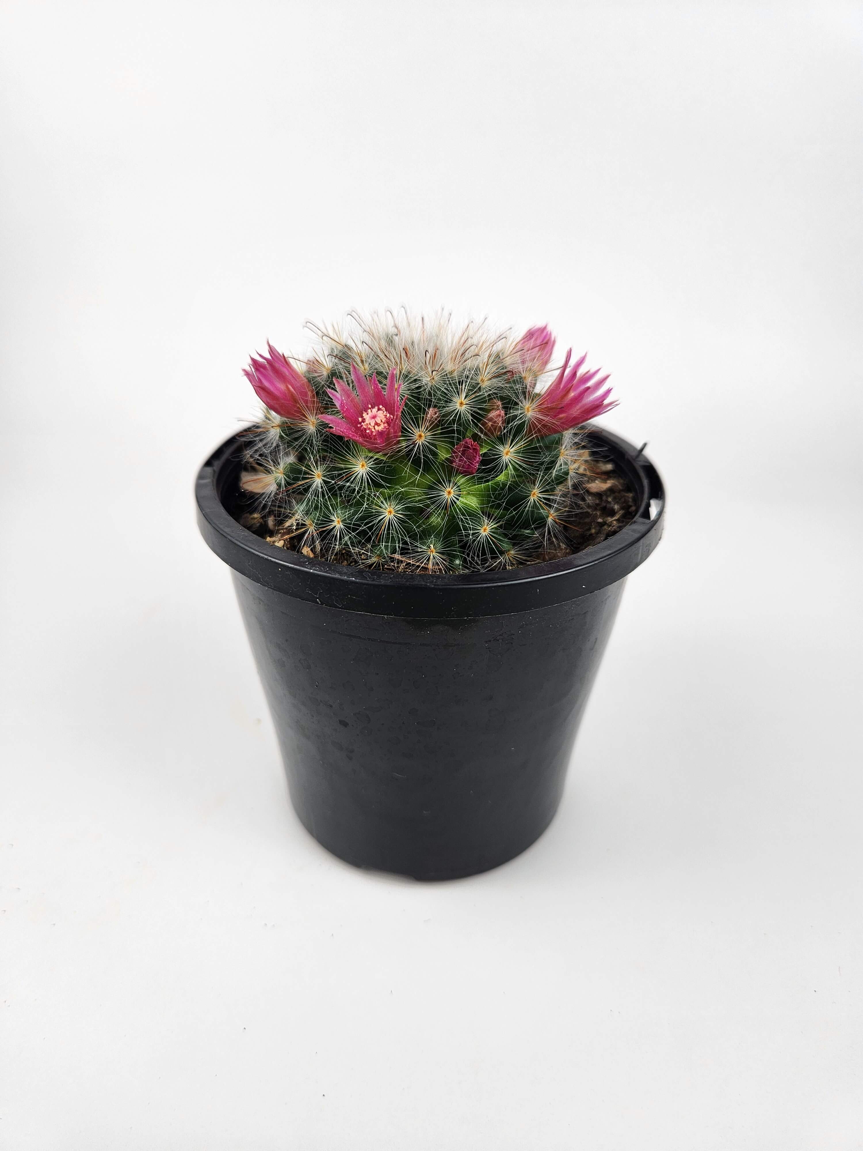 MAMMILLARIA BOCASANA CV. ROSEIFLORA