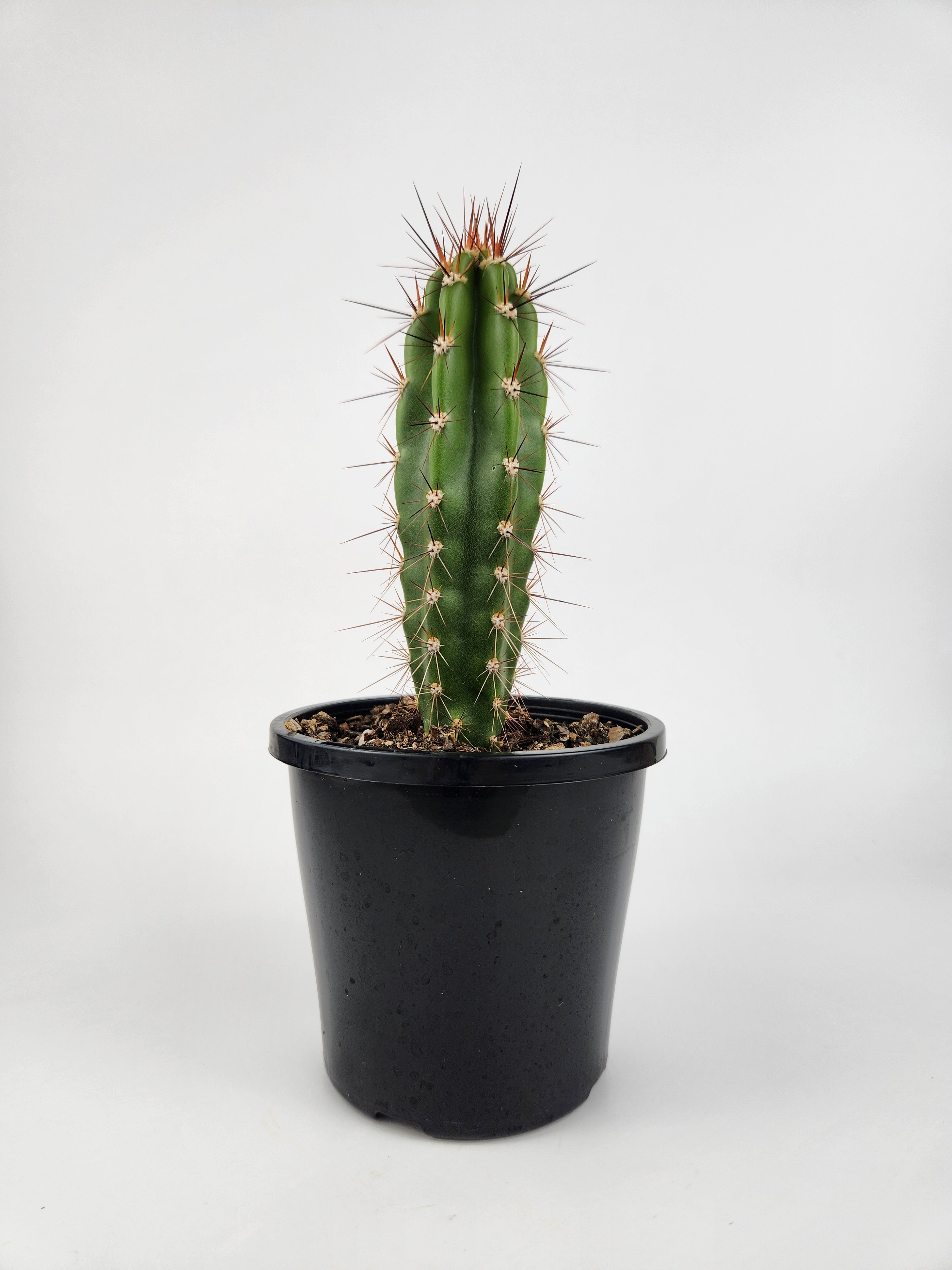 NEORAIMONDIA HERZOGIANA