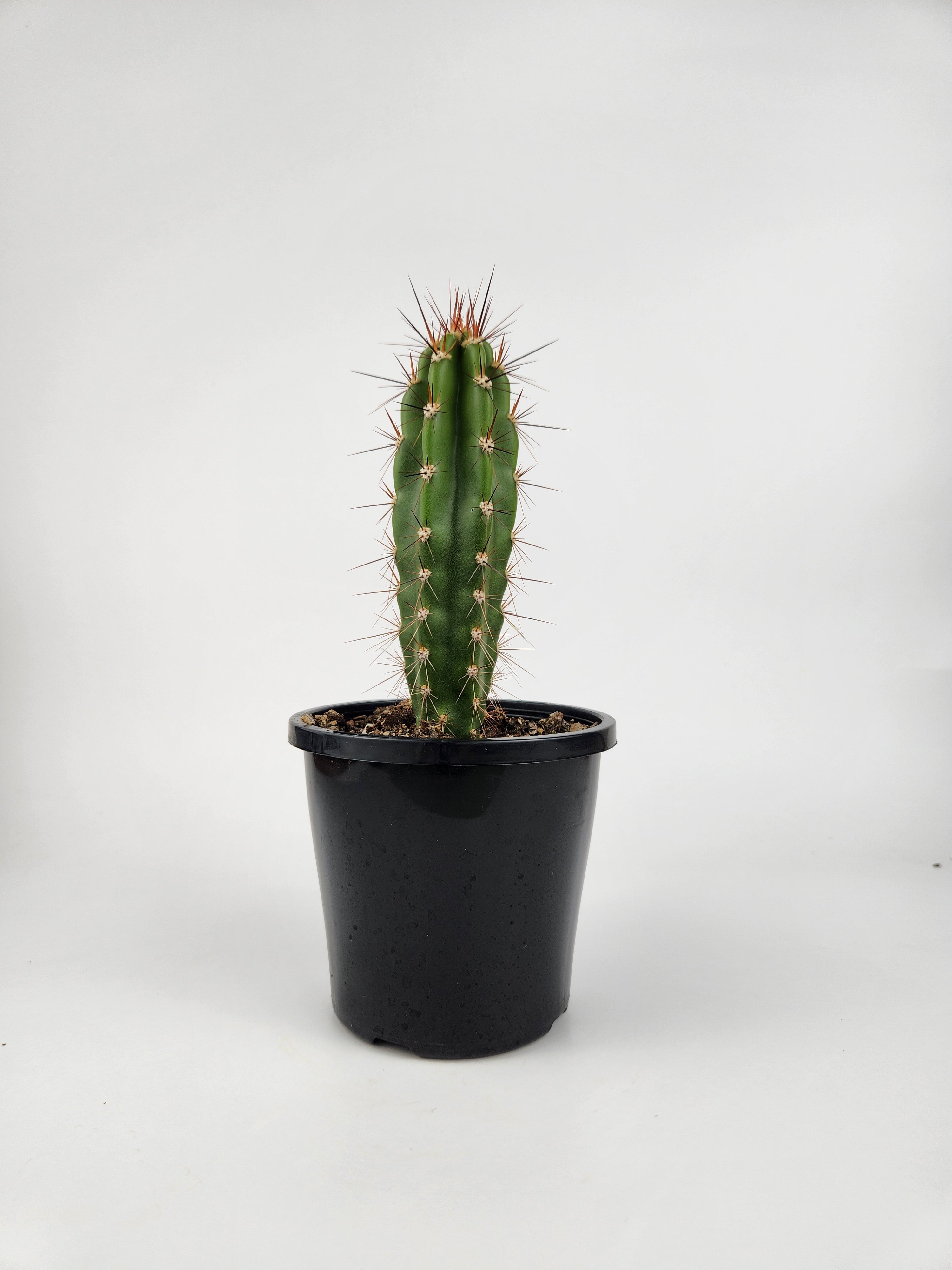 NEORAIMONDIA HERZOGIANA