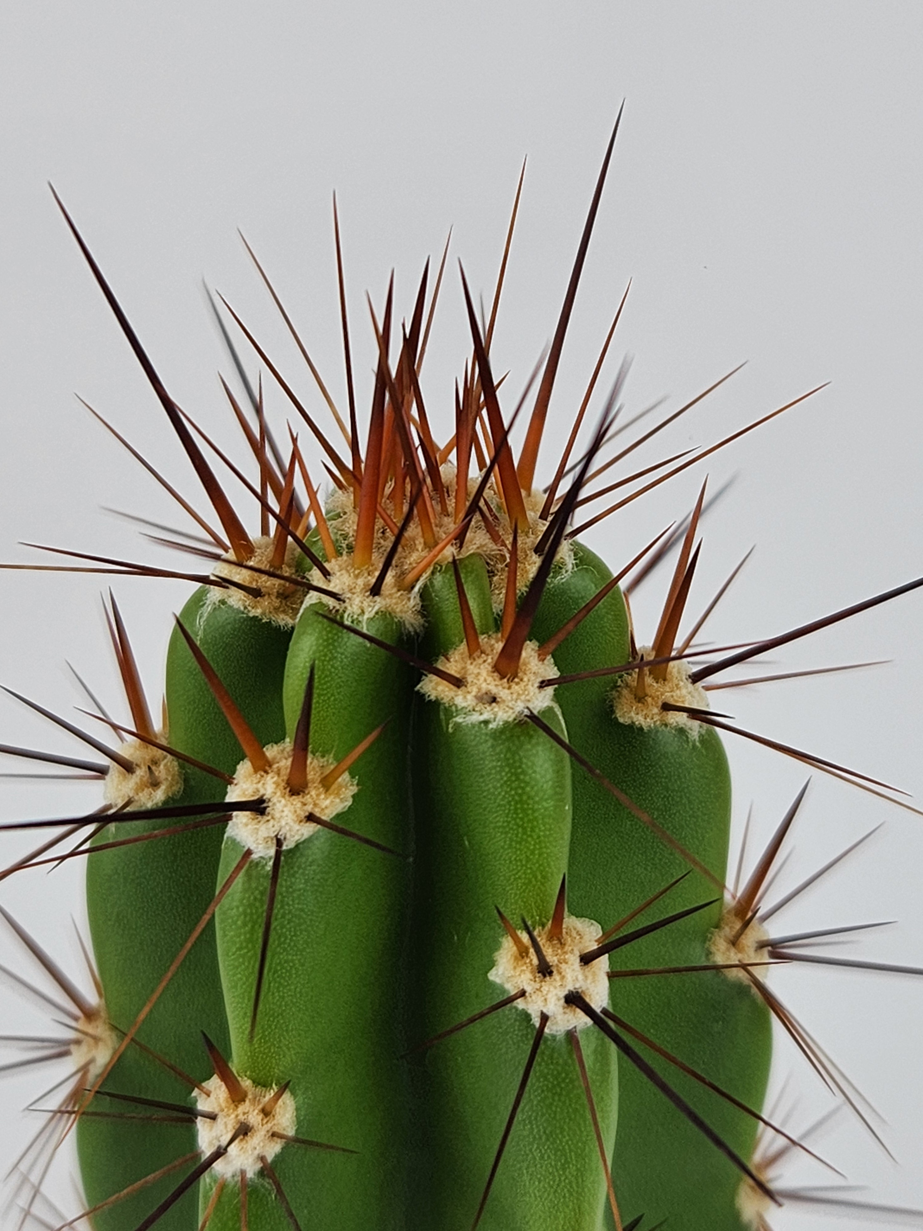 NEORAIMONDIA HERZOGIANA