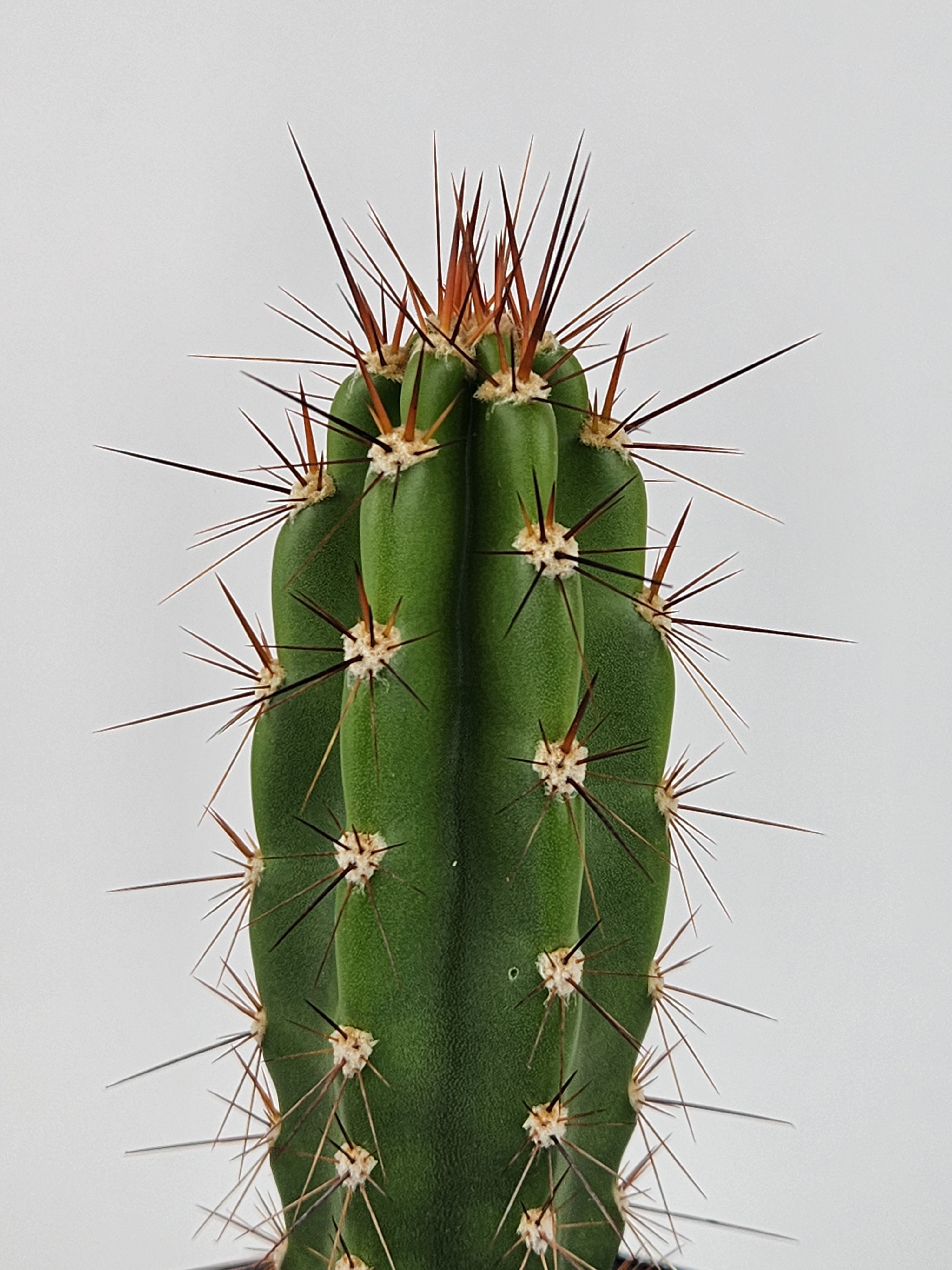 NEORAIMONDIA HERZOGIANA