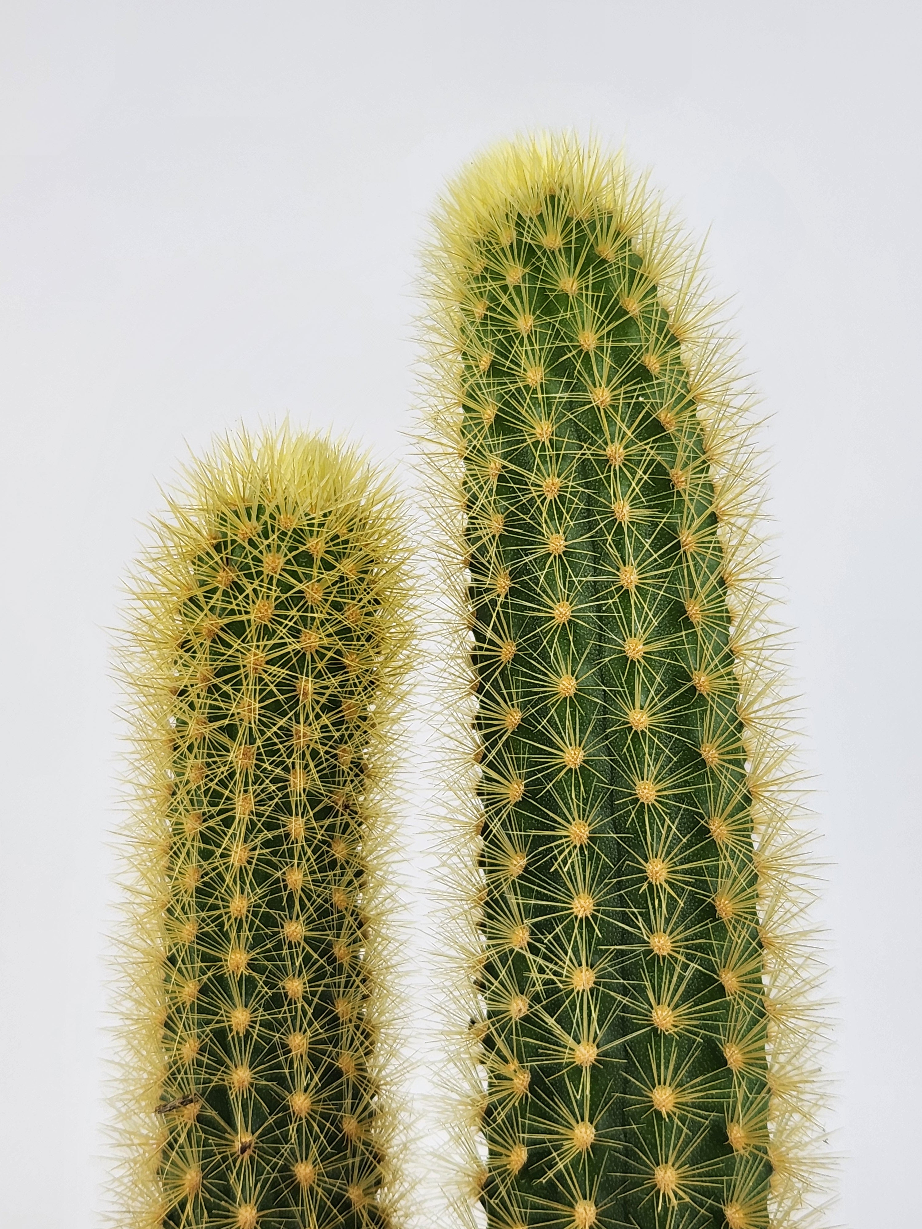 CLEISTOCACTUS WINTERI