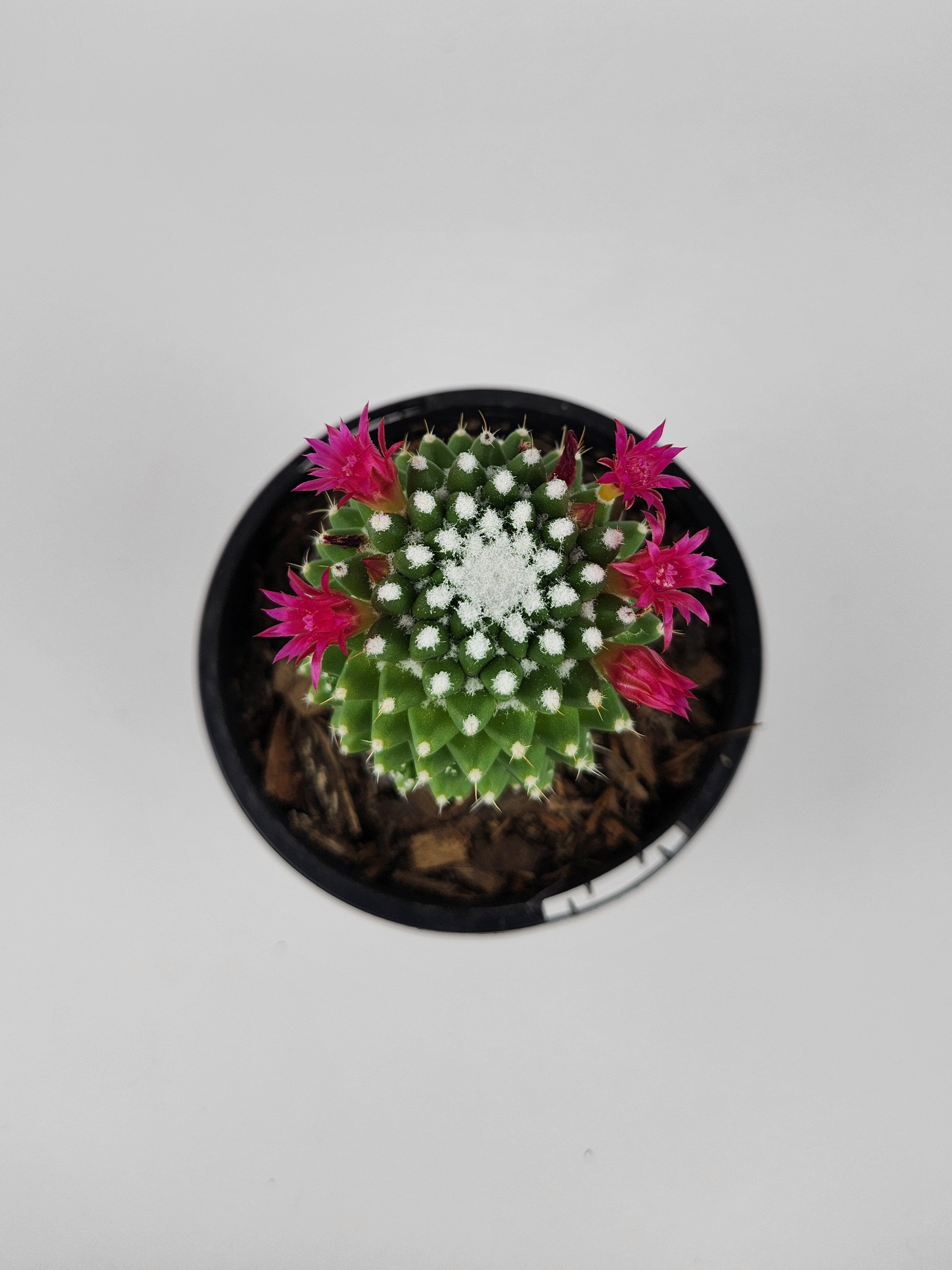 MAMMILLARIA SPINOSISSIMA PICO V DALEK