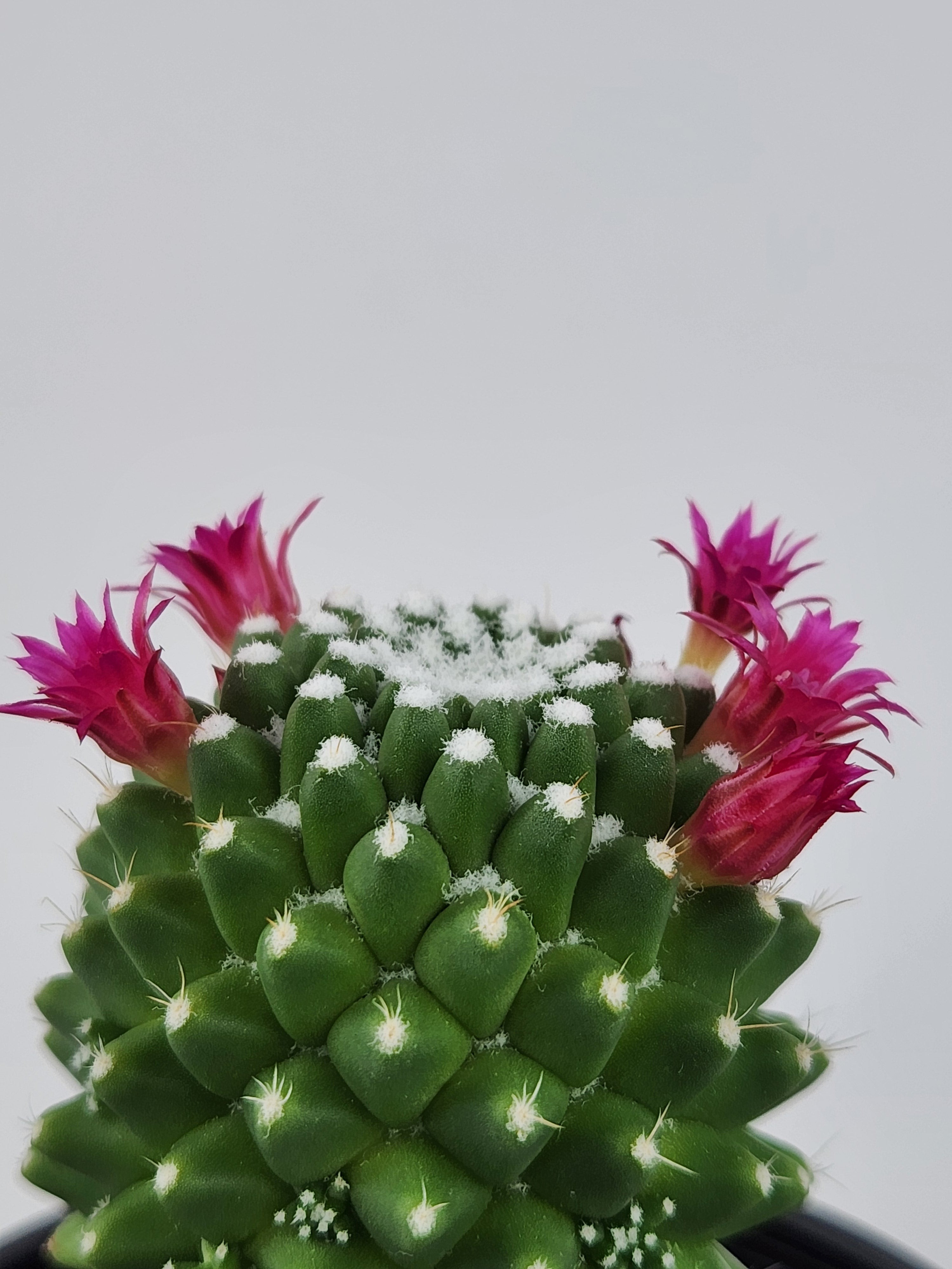 MAMMILLARIA SPINOSISSIMA PICO V DALEK