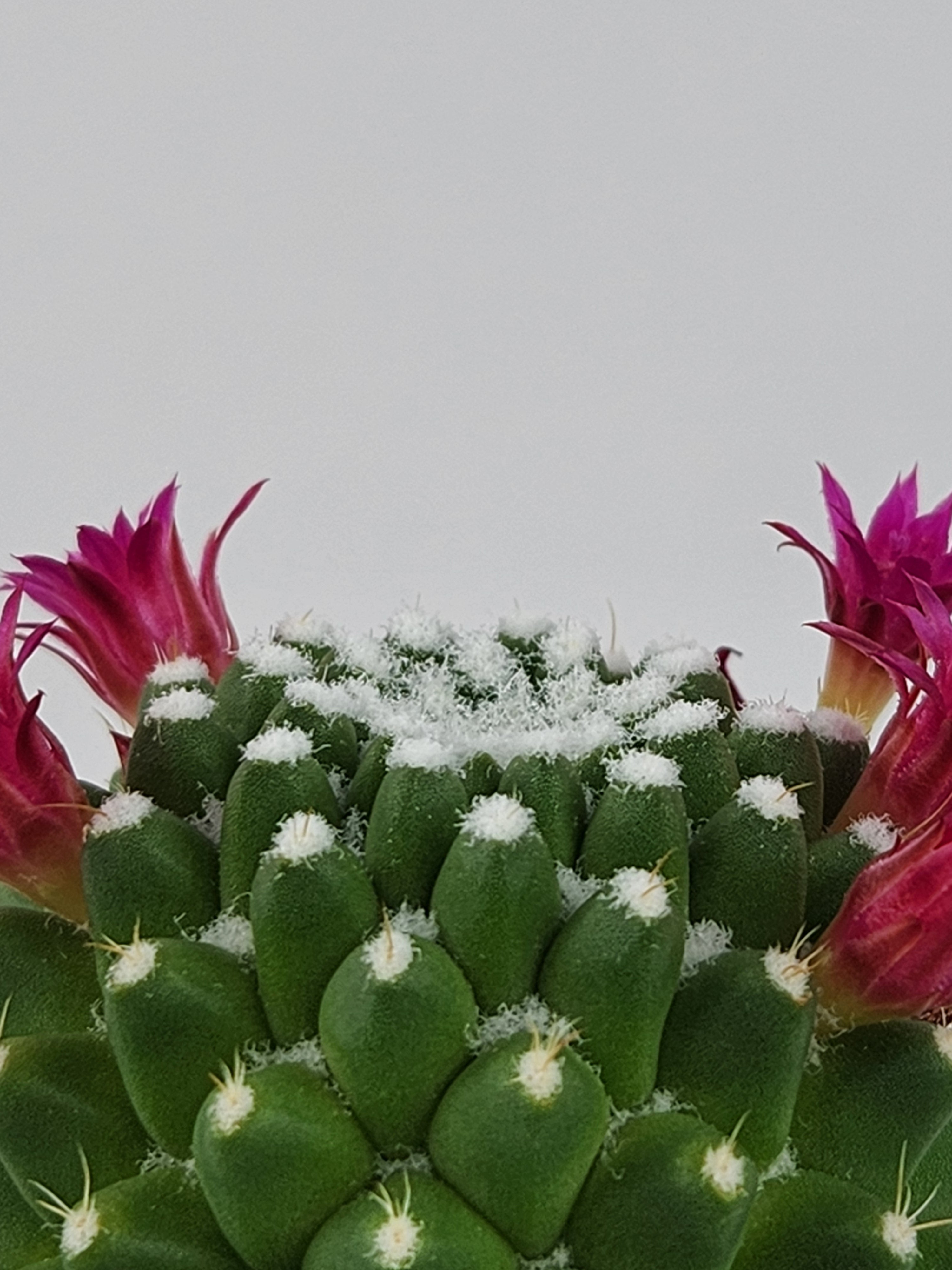 MAMMILLARIA SPINOSISSIMA PICO V DALEK