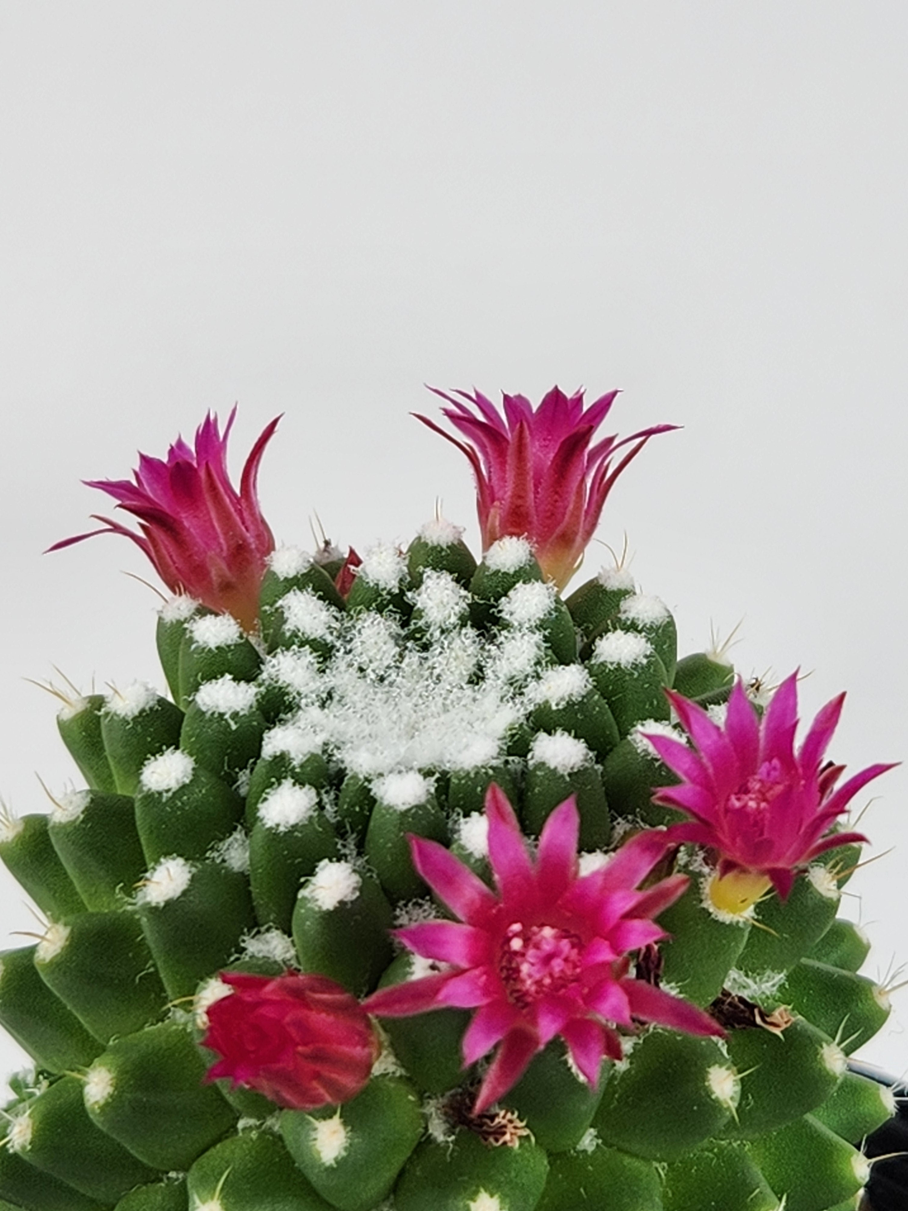 MAMMILLARIA SPINOSISSIMA PICO V DALEK