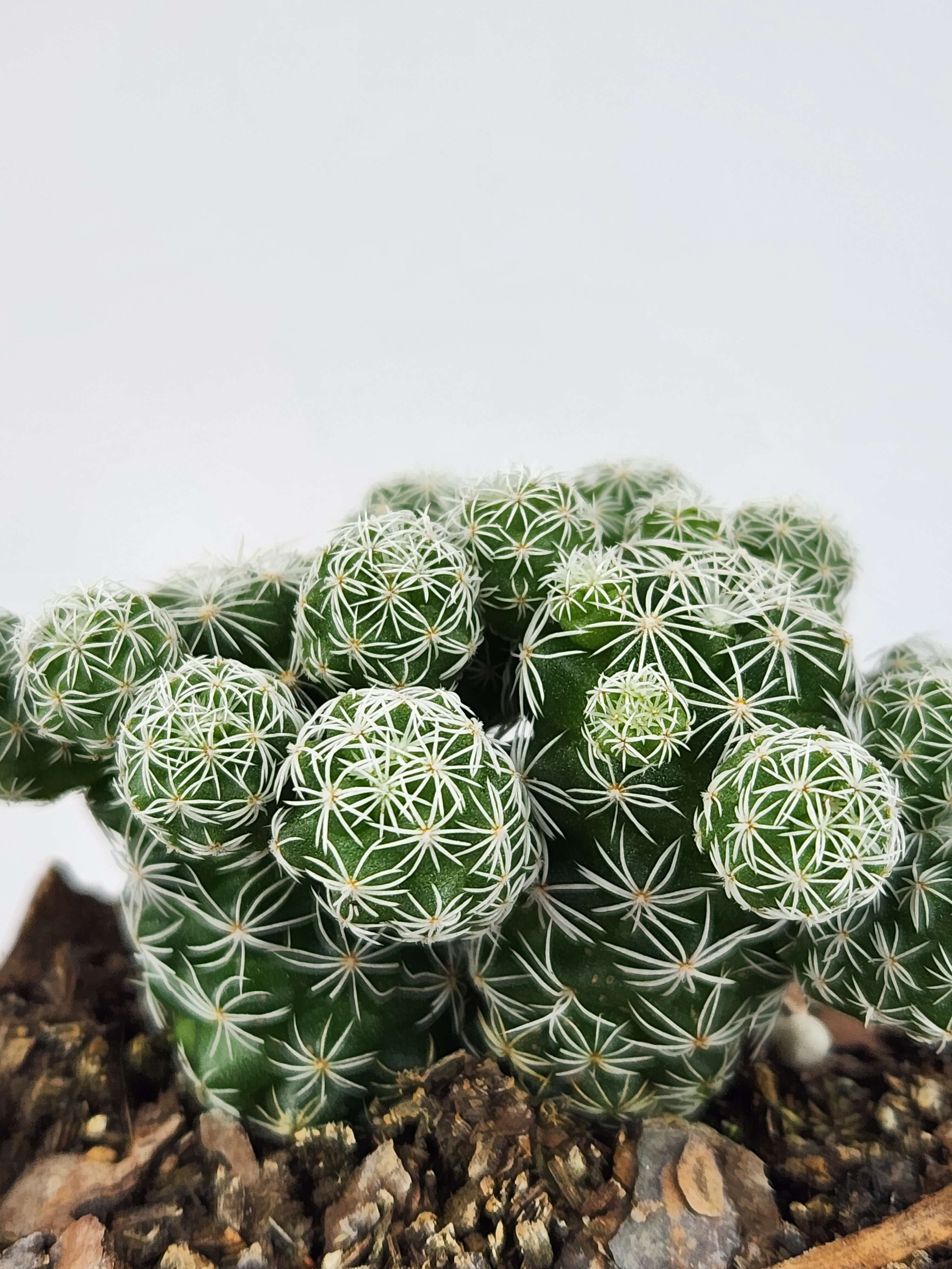 MAMMILLARIA VETULA SUBSP. GRACILIS