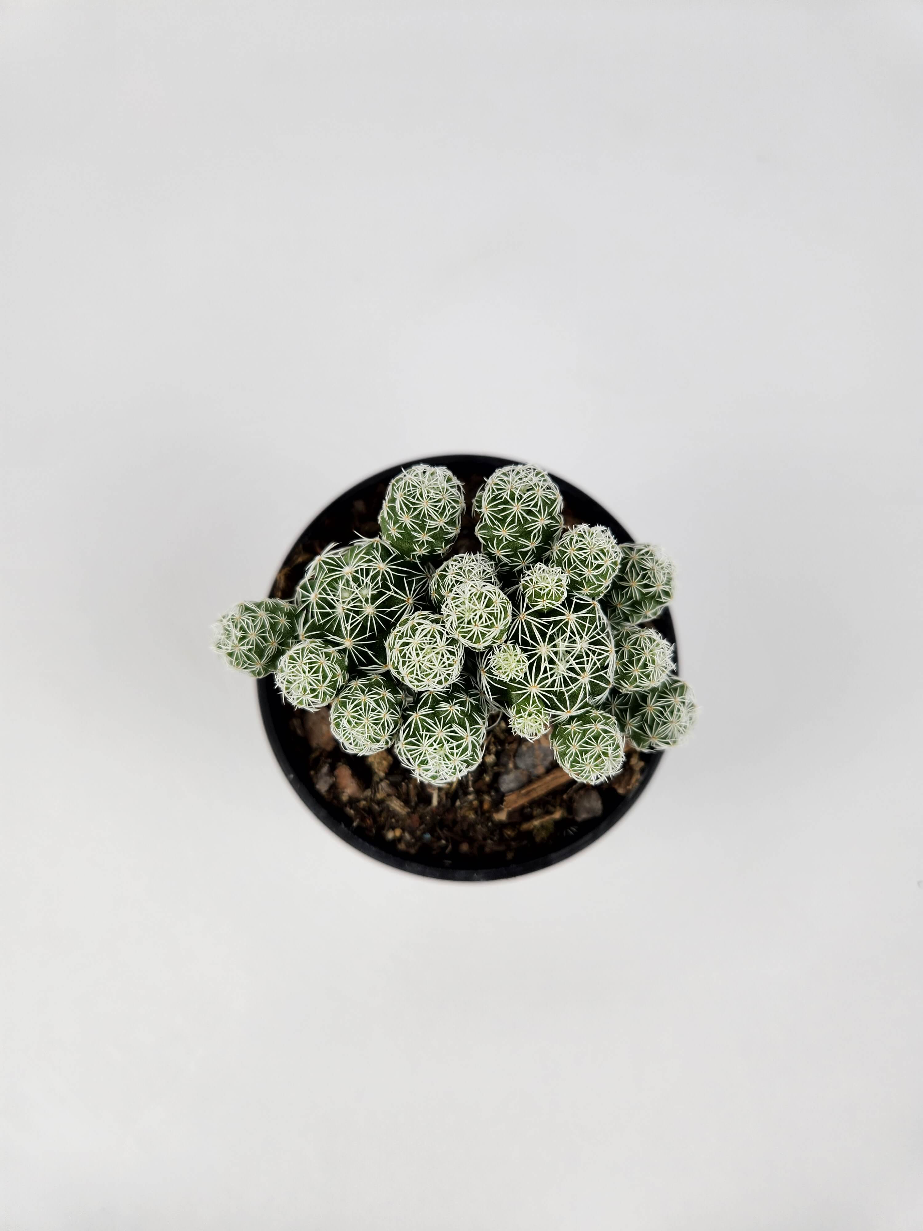 MAMMILLARIA VETULA SUBSP. GRACILIS