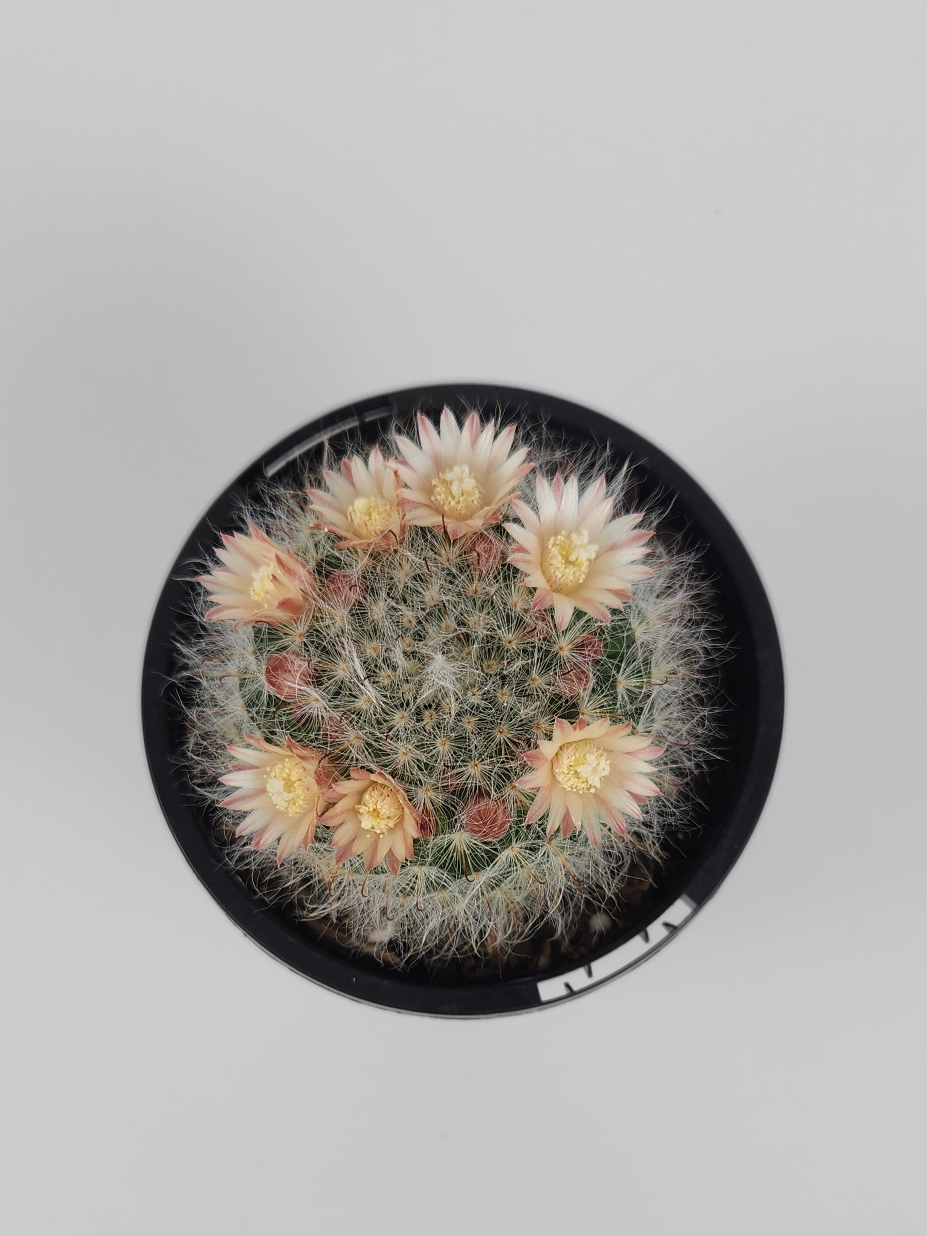 MAMMILLARIA BOCASANA