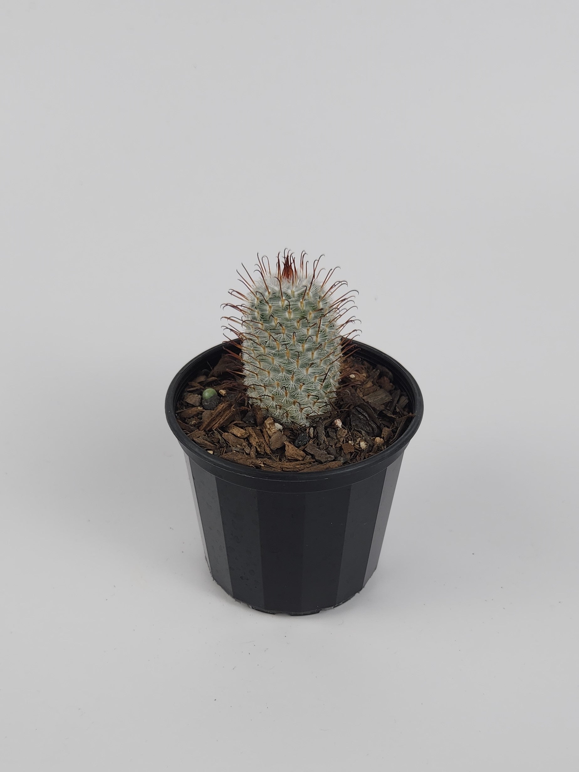 MAMMILLARIA PEREZDELAROSAE