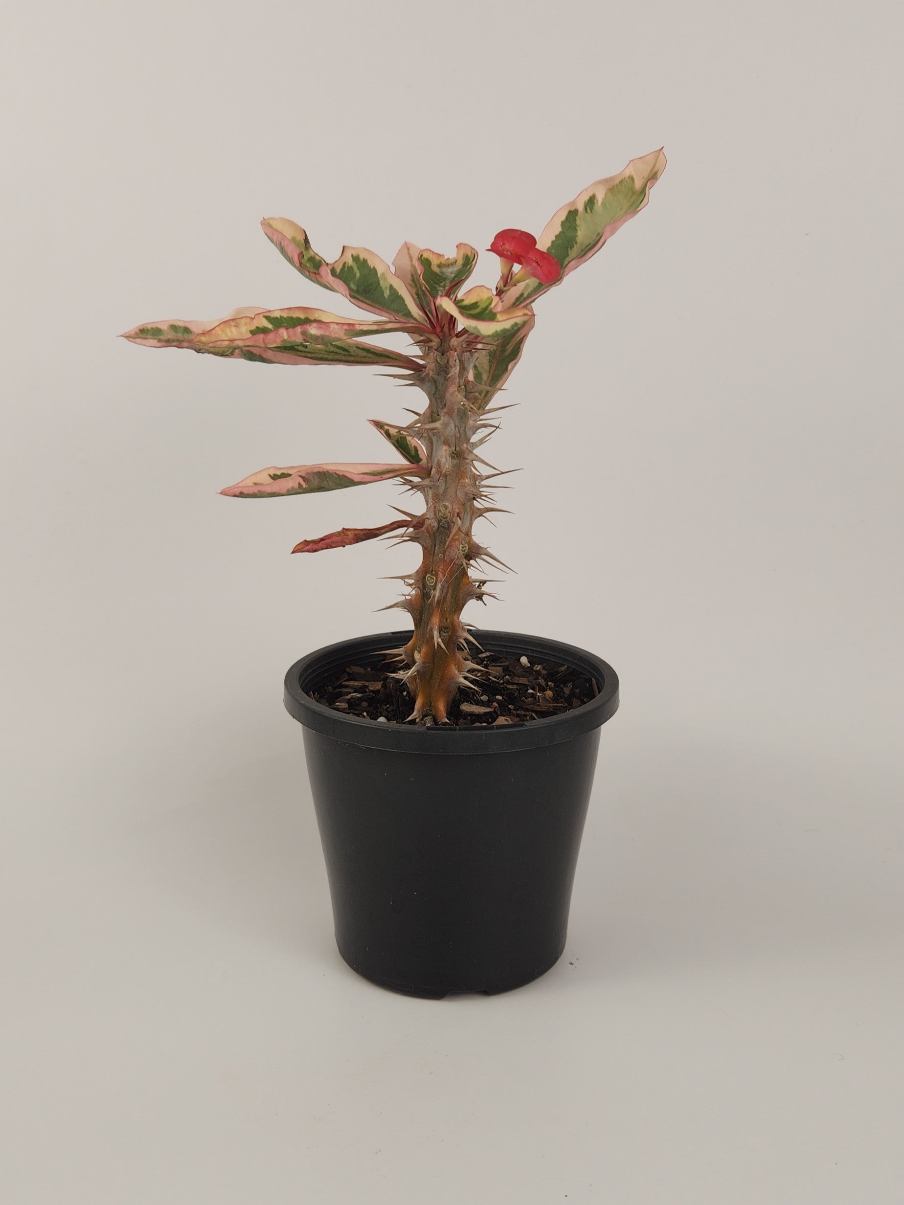 EUPHORBIA MILII VARIEGATA