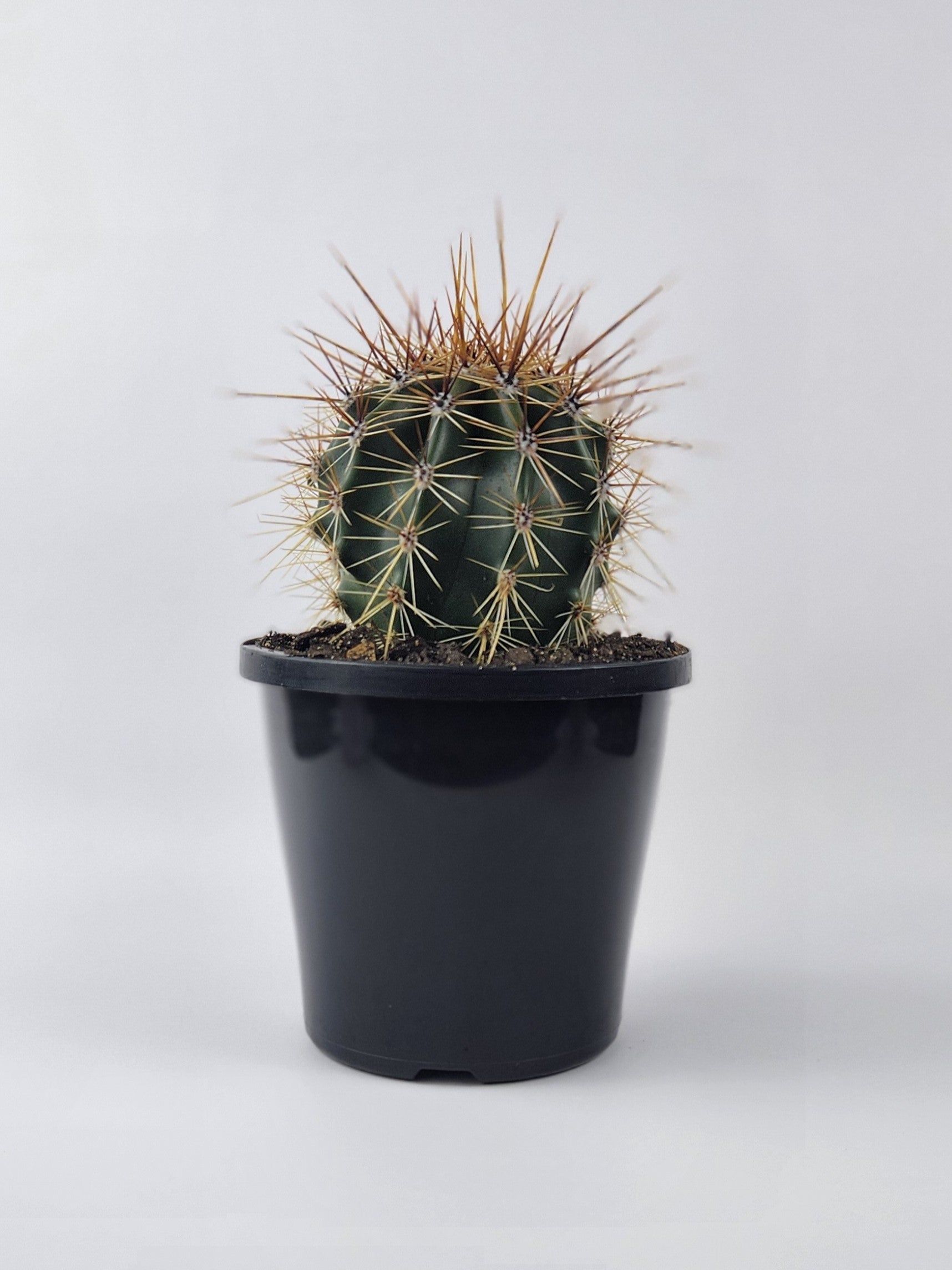 CARNEGIEA GIGANTEA (SAGUARO)