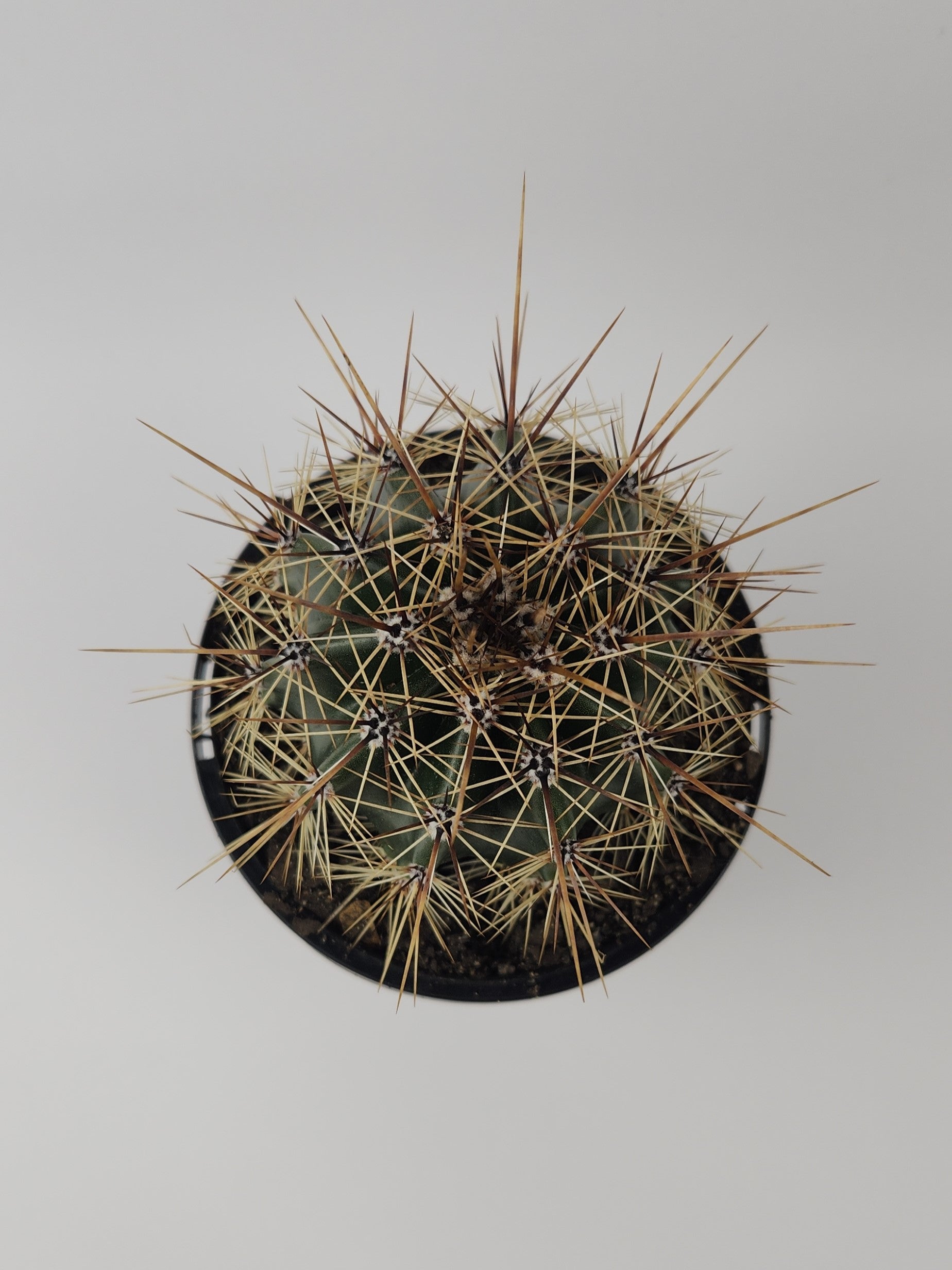 CARNEGIEA GIGANTEA (SAGUARO)