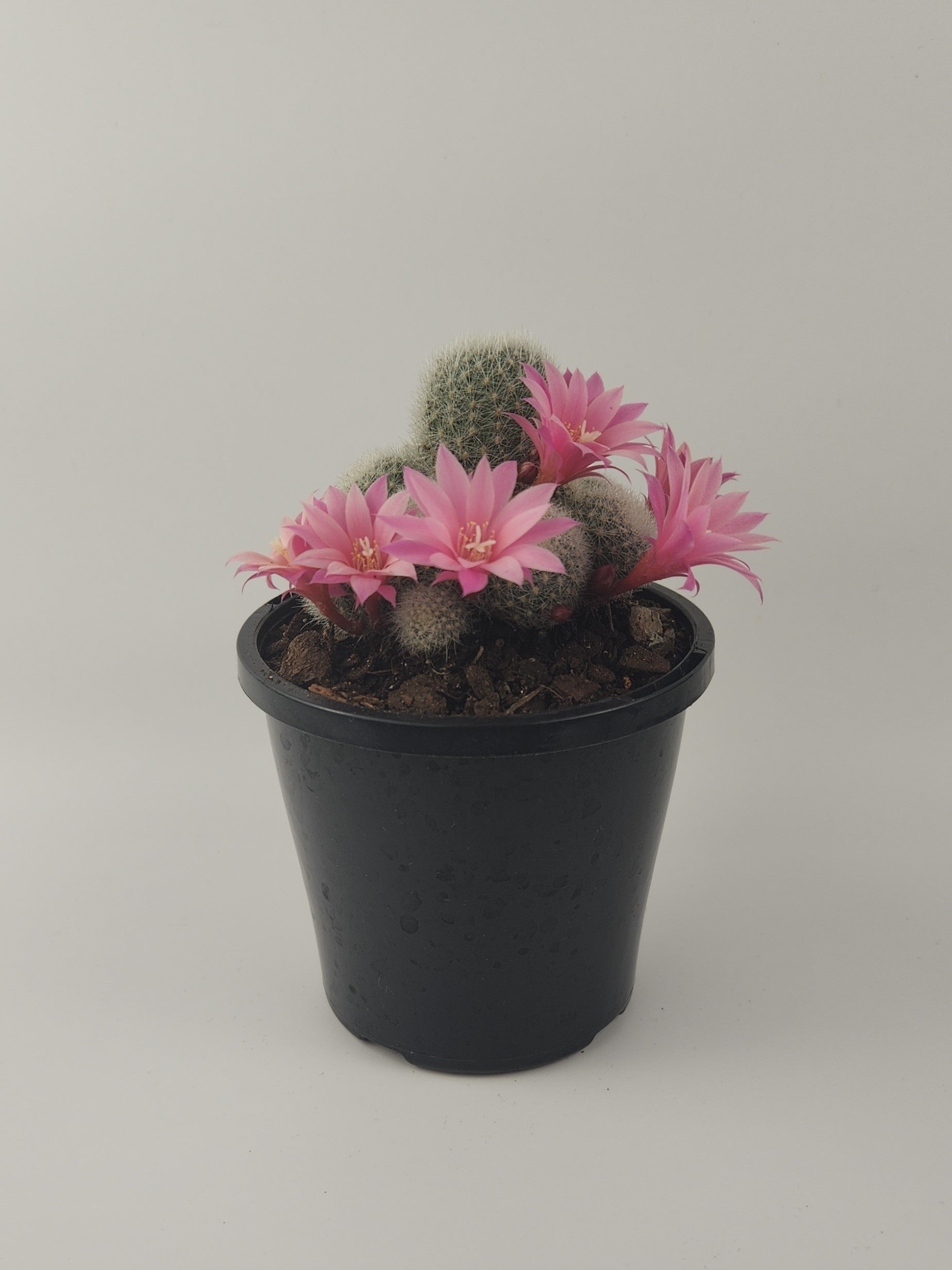 REBUTIA NARVAECENSIS