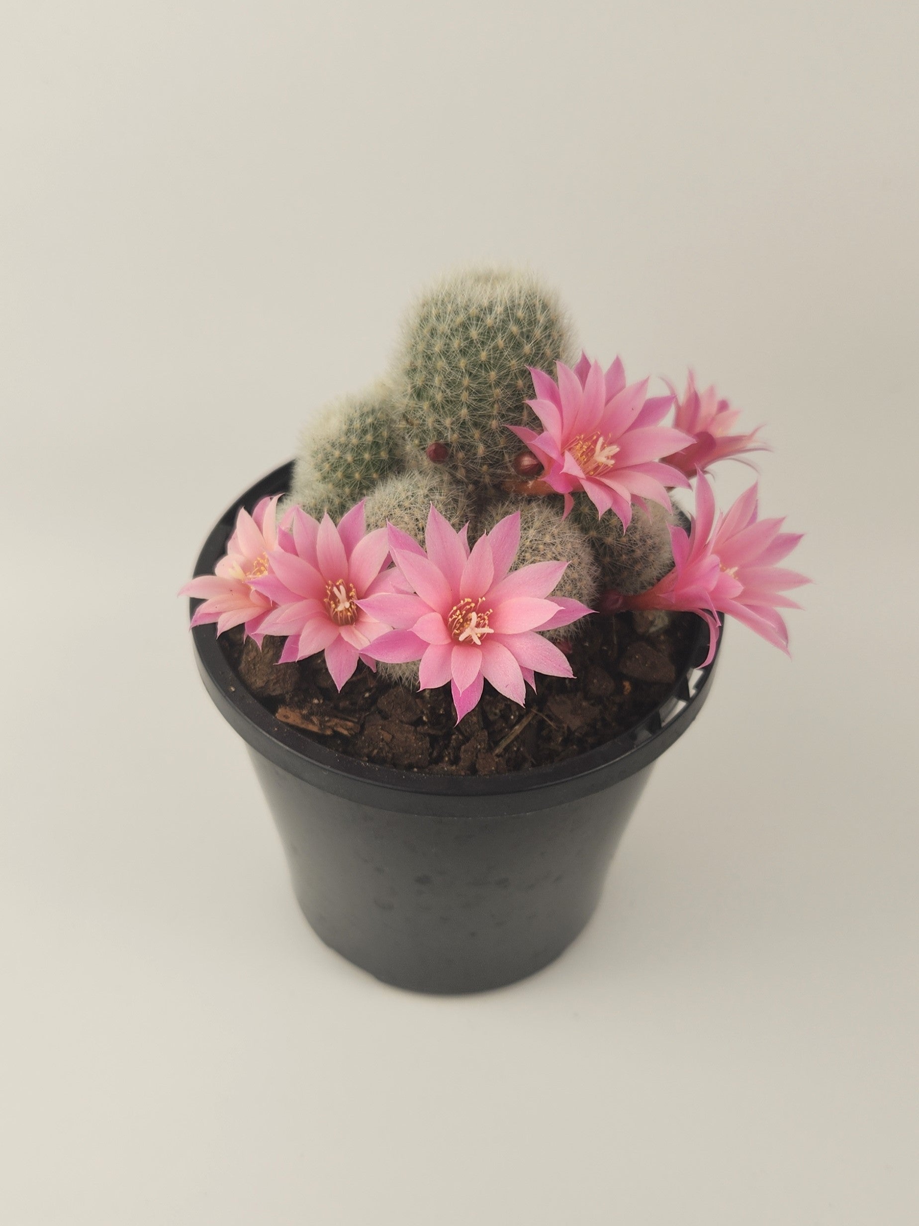 REBUTIA NARVAECENSIS